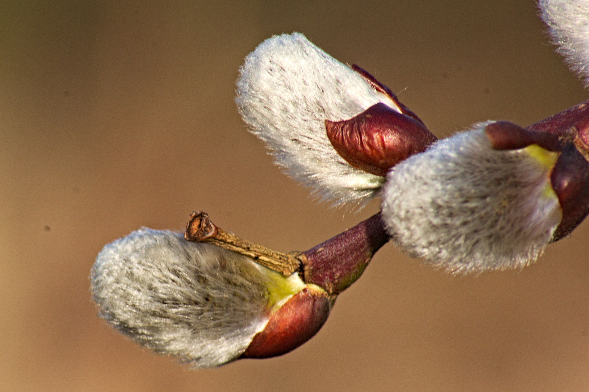 Pentax K10D sample photo. Catkin photography