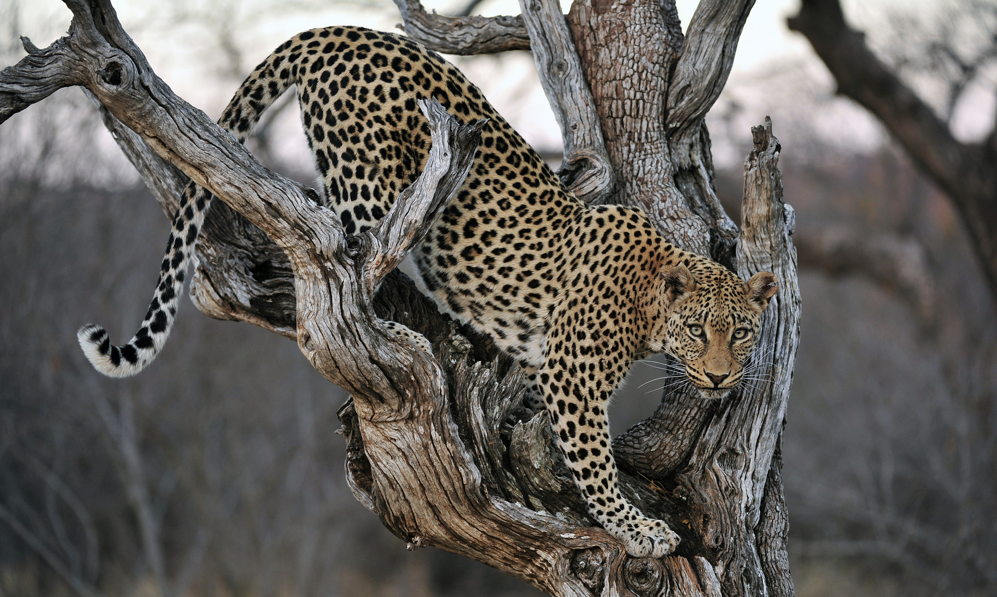 Nikon AF-S Nikkor 200-400mm F4G ED-IF VR sample photo. Perfect pose photography