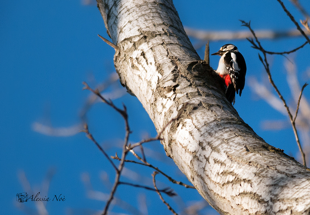 Nikon D300 + Nikon AF-S Nikkor 300mm F4D ED-IF sample photo. Into the blue photography