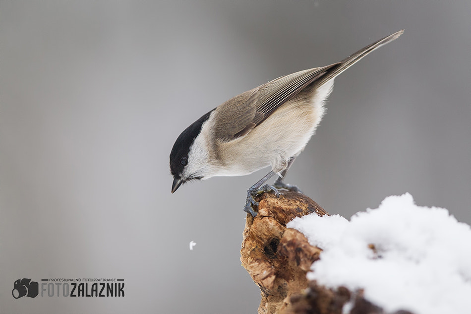 Canon EF 500mm F4L IS II USM sample photo. Marsh tit-poecile palustris photography