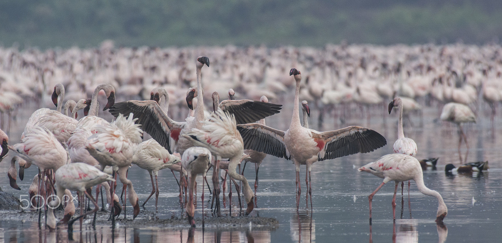 Nikon AF-S Nikkor 200-500mm F5.6E ED VR sample photo. Give me a hug..... photography
