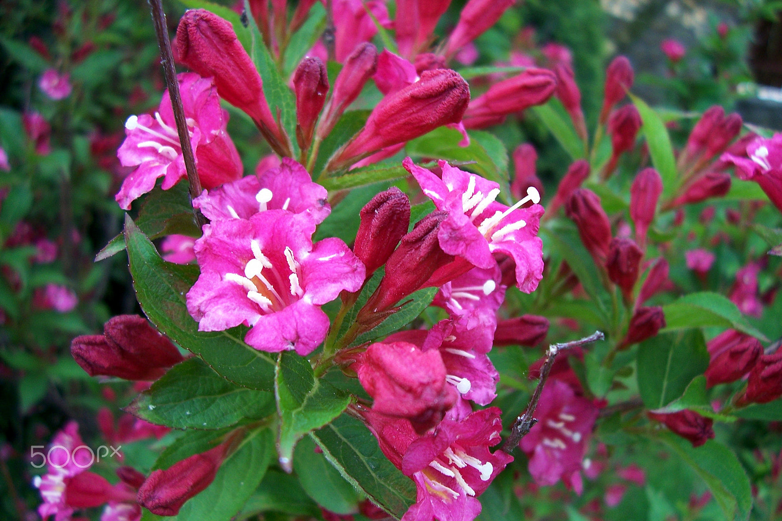Kodak C663 ZOOM DIGITAL CAMERA sample photo. Flowers photography