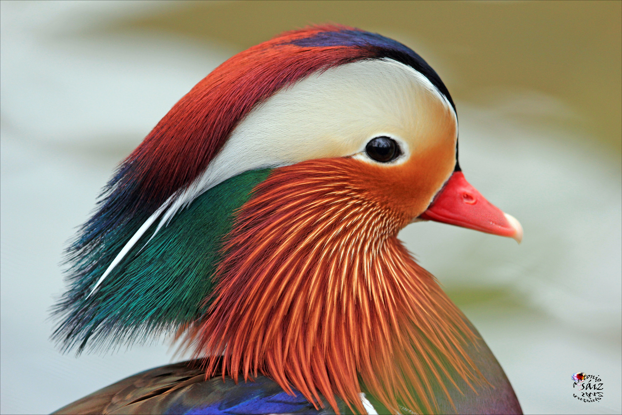 Canon EF 100-400mm F4.5-5.6L IS USM sample photo. Mandarín photography