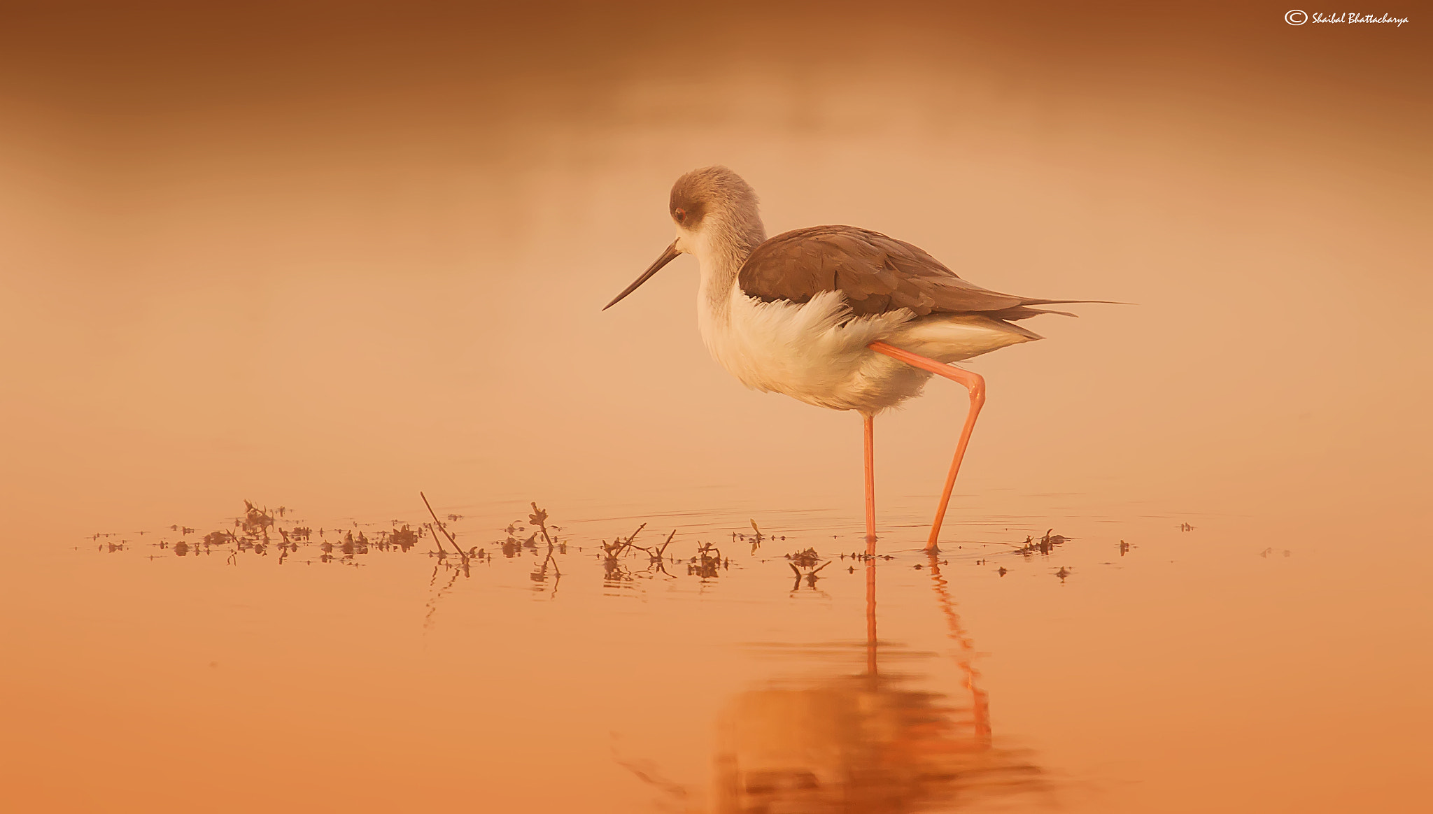 Canon EF 70-200mm F4L USM sample photo. Stilt photography