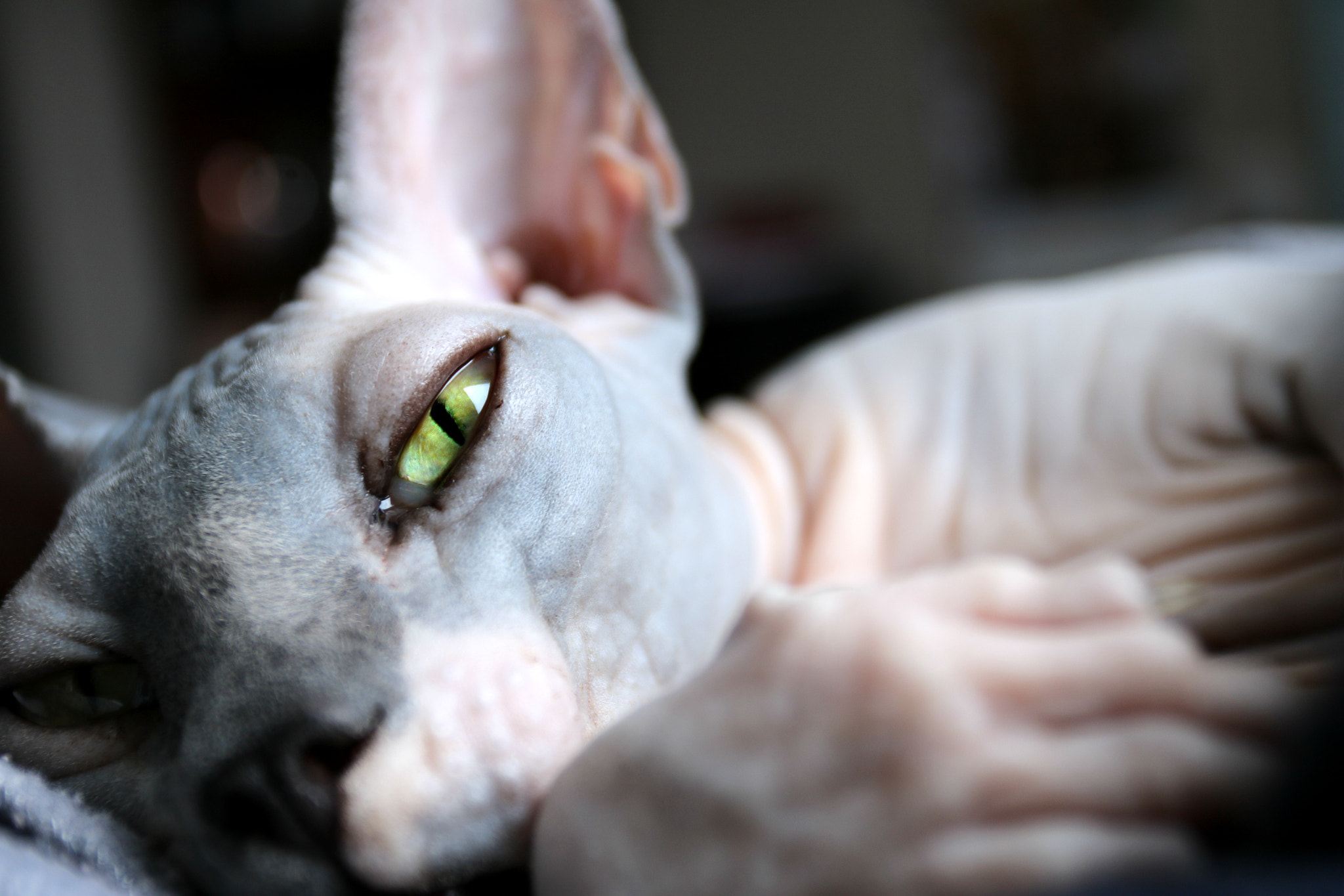 Canon EOS 760D (EOS Rebel T6s / EOS 8000D) + Canon EF 17-40mm F4L USM sample photo. Sphynx eye photography