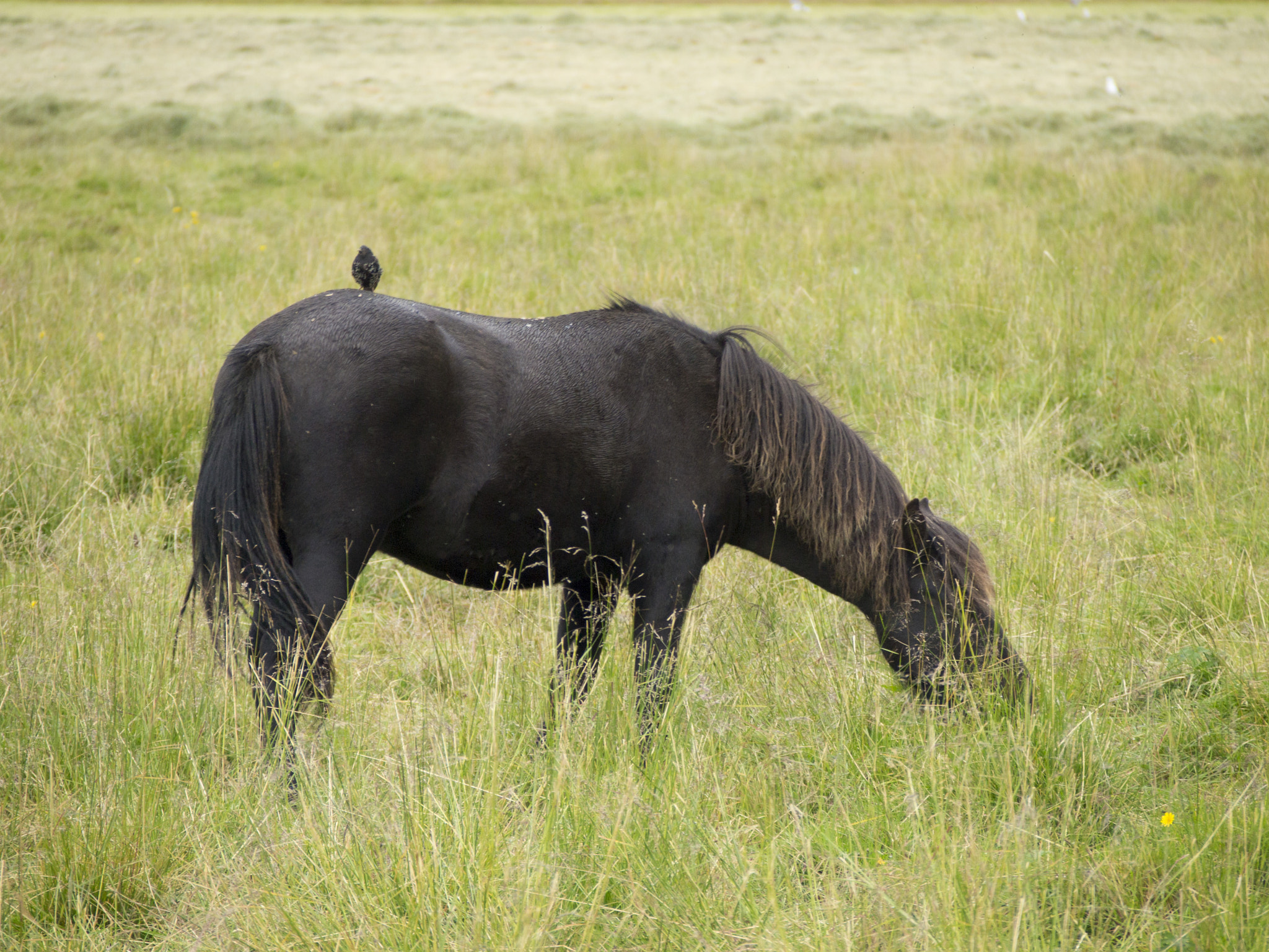 Olympus PEN E-PL3 sample photo. Islandic nature photography