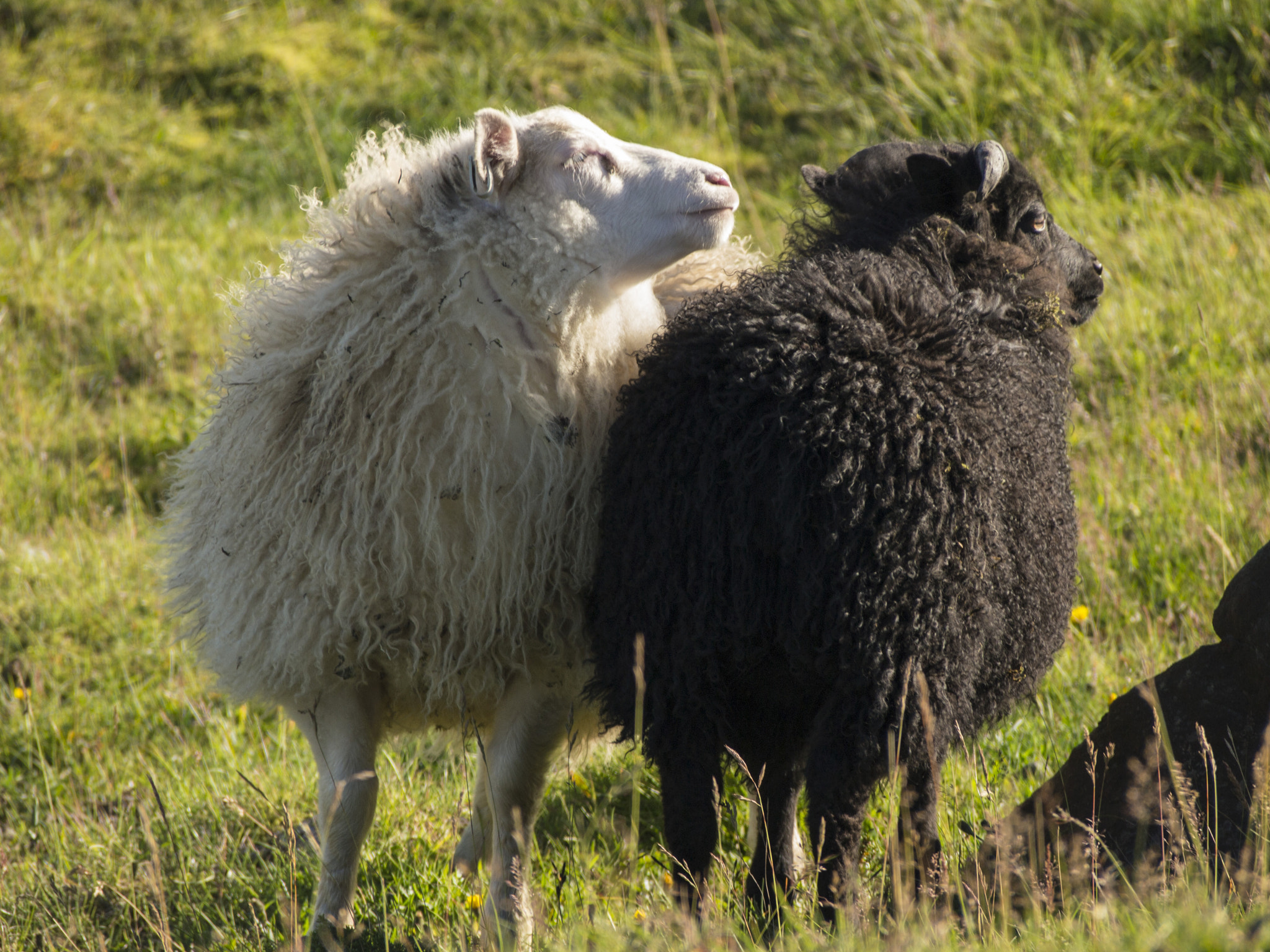 Olympus PEN E-PL3 sample photo. Islandic nature photography