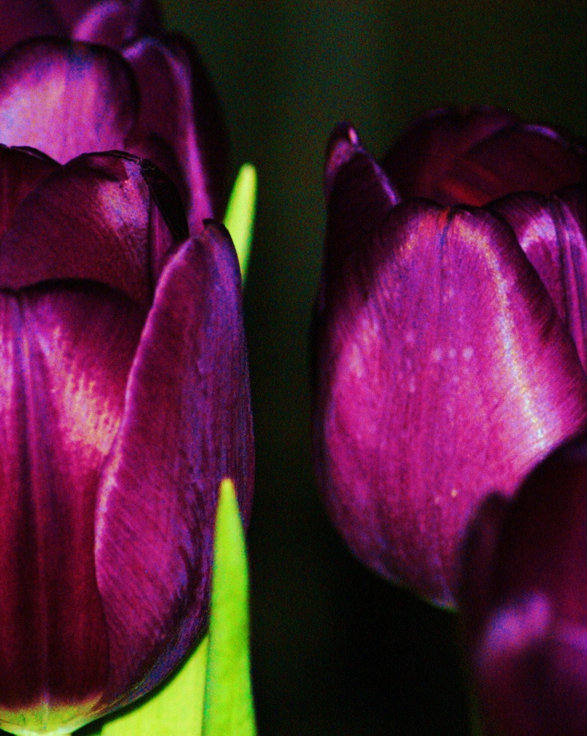 AF Zoom-Nikkor 70-300mm f/4-5.6D ED sample photo. Flowers photography