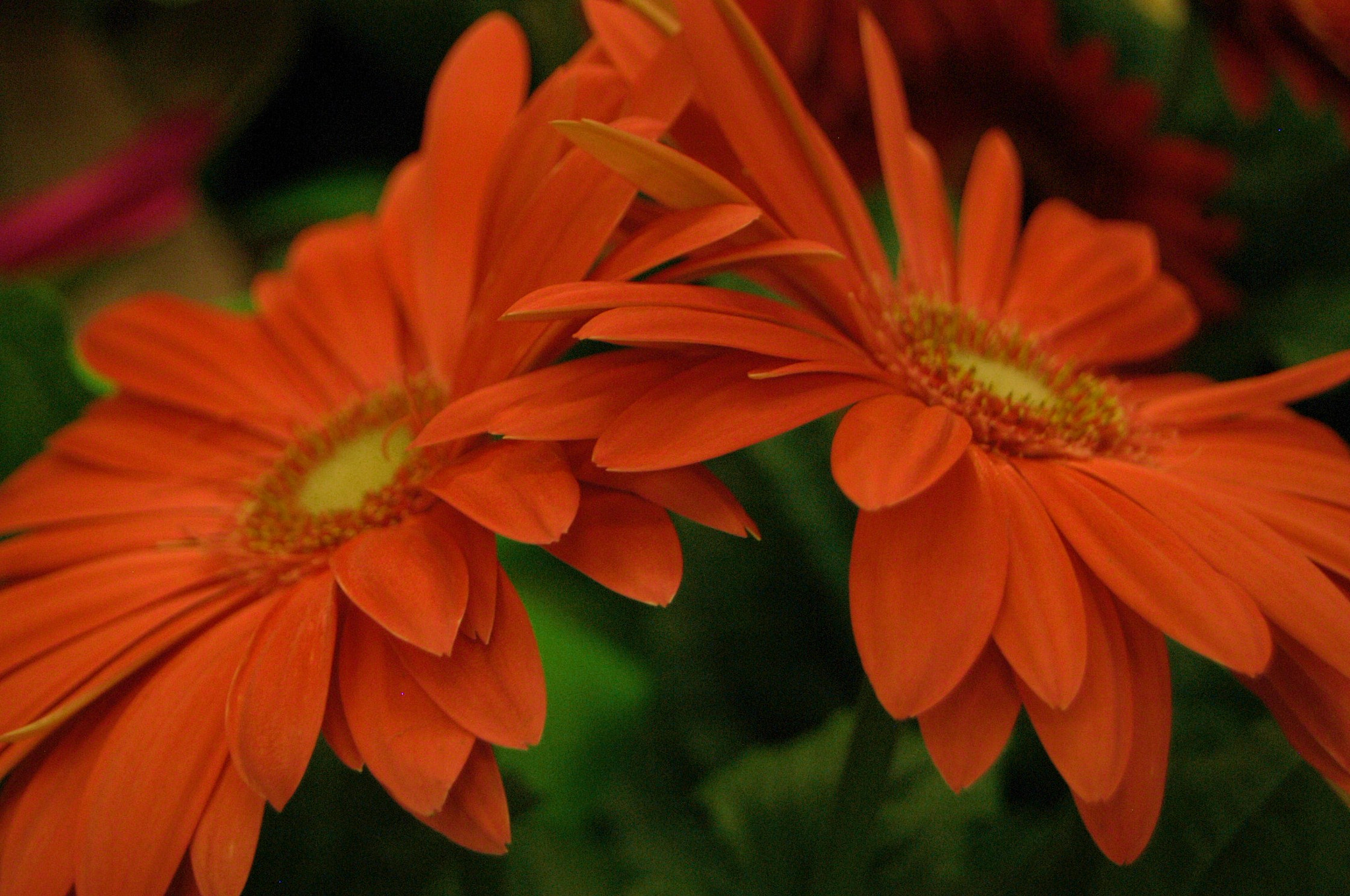Nikon D100 sample photo. Street photography