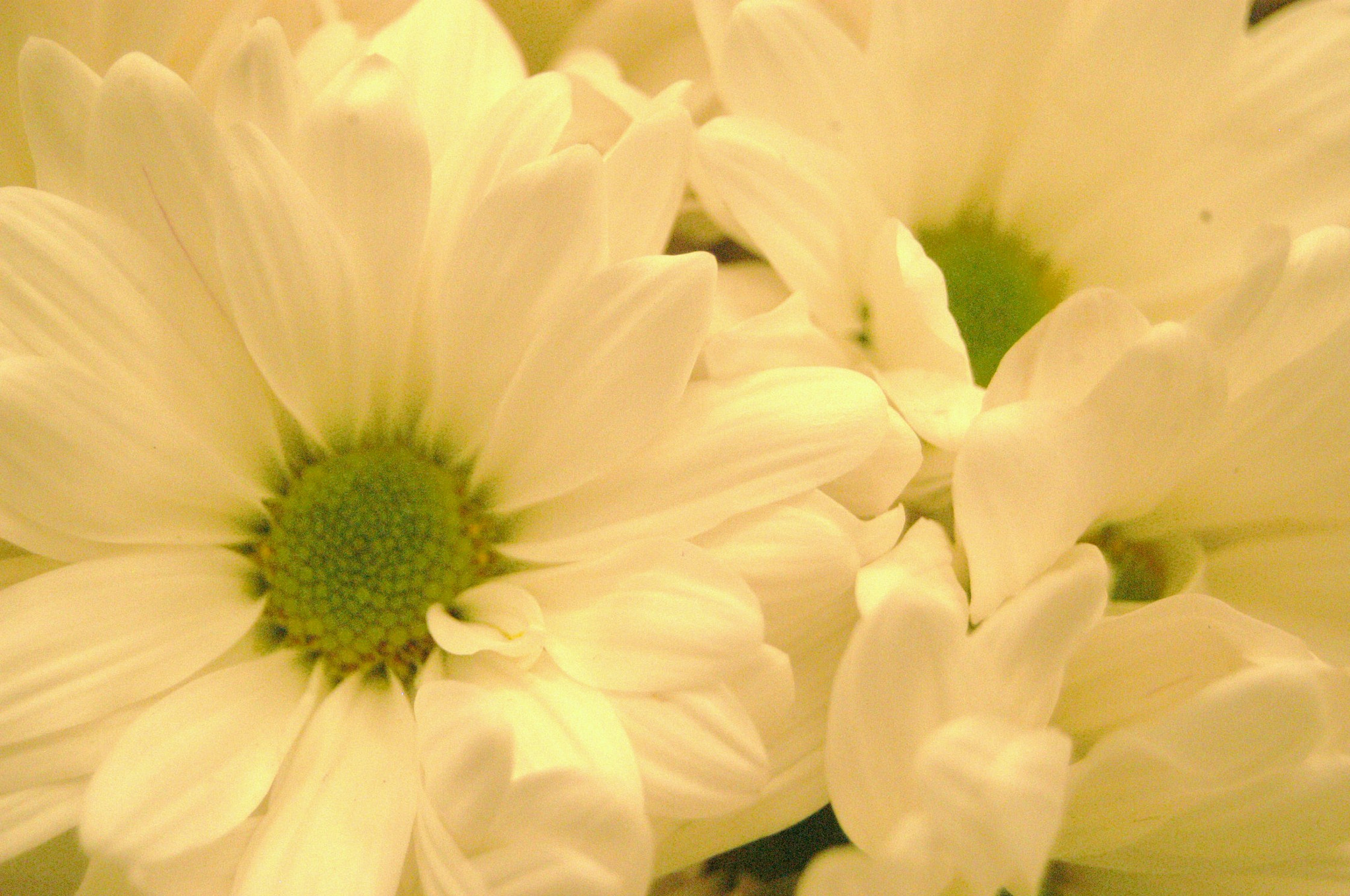 Nikon D100 sample photo. Flowersbb photography