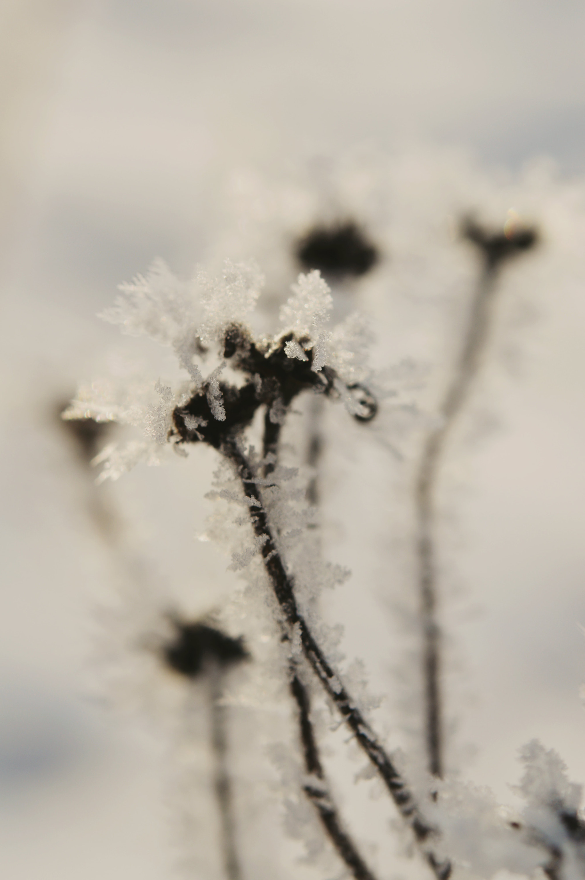 Nikon AF-S Micro-Nikkor 60mm F2.8G ED sample photo. Something's odd... photography