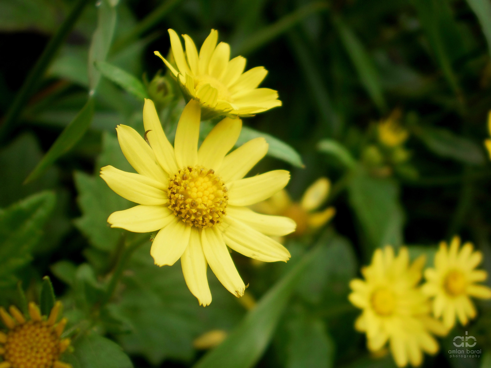 Olympus T105,T100,X36 sample photo. Yellow highland flowers... photography