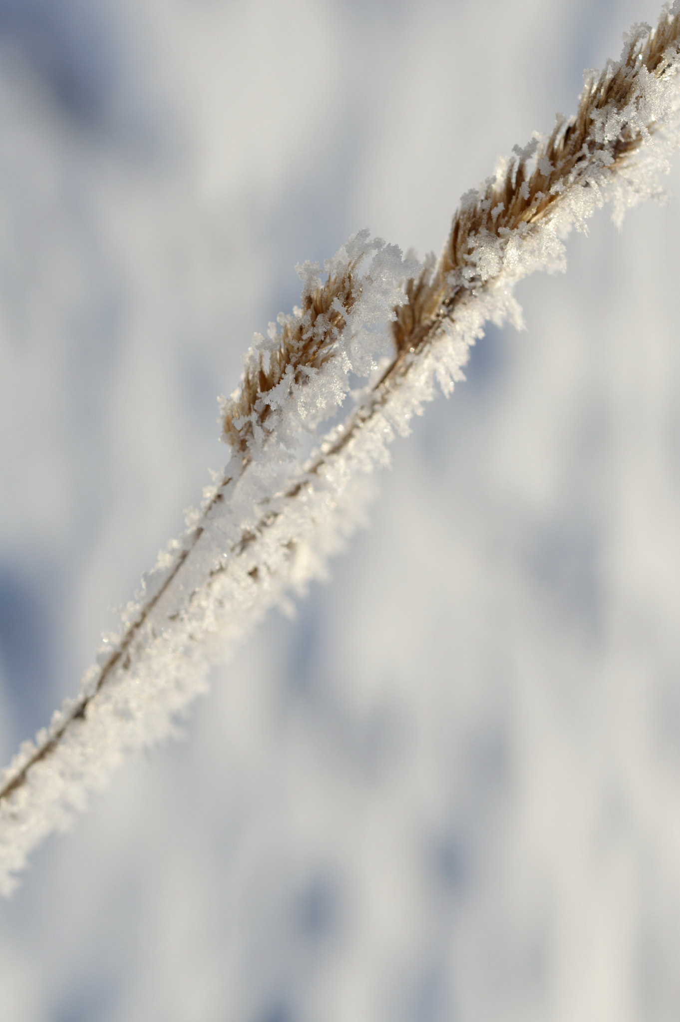 Nikon AF-S Micro-Nikkor 60mm F2.8G ED sample photo. So snowy  photography