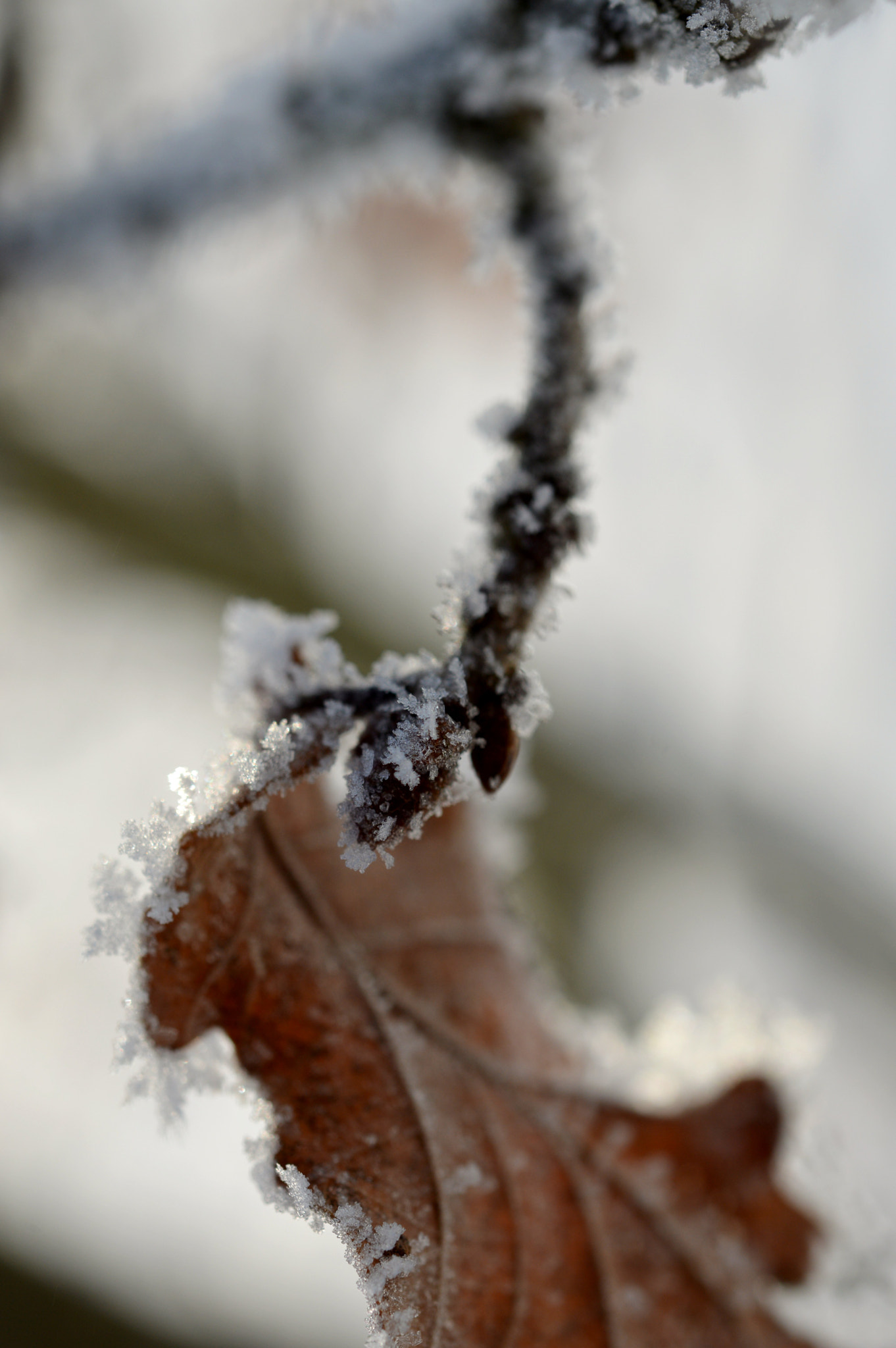 Nikon AF-S Micro-Nikkor 60mm F2.8G ED sample photo. Winter or autumn... photography
