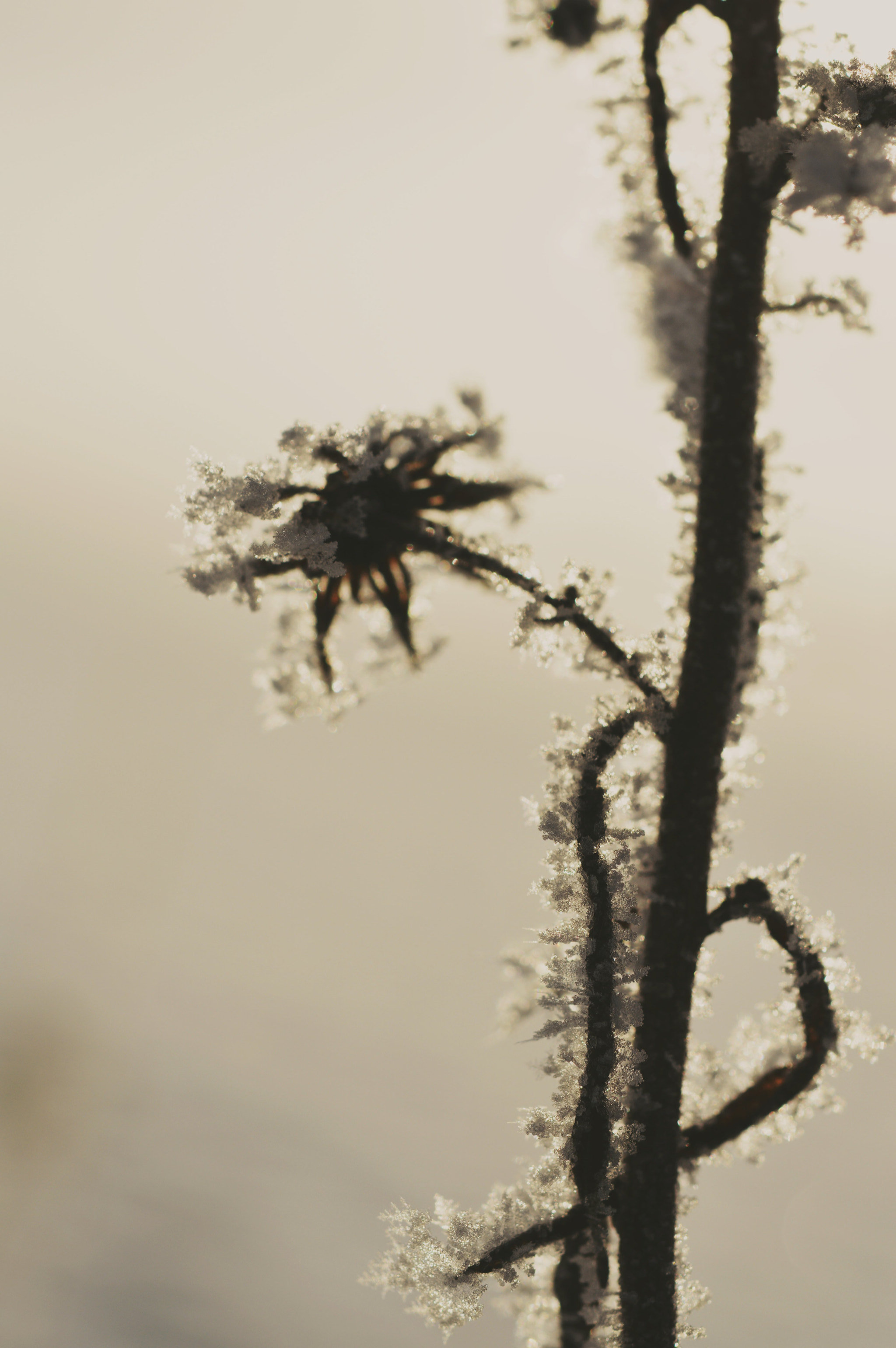 Nikon AF-S Micro-Nikkor 60mm F2.8G ED sample photo. Up close  photography
