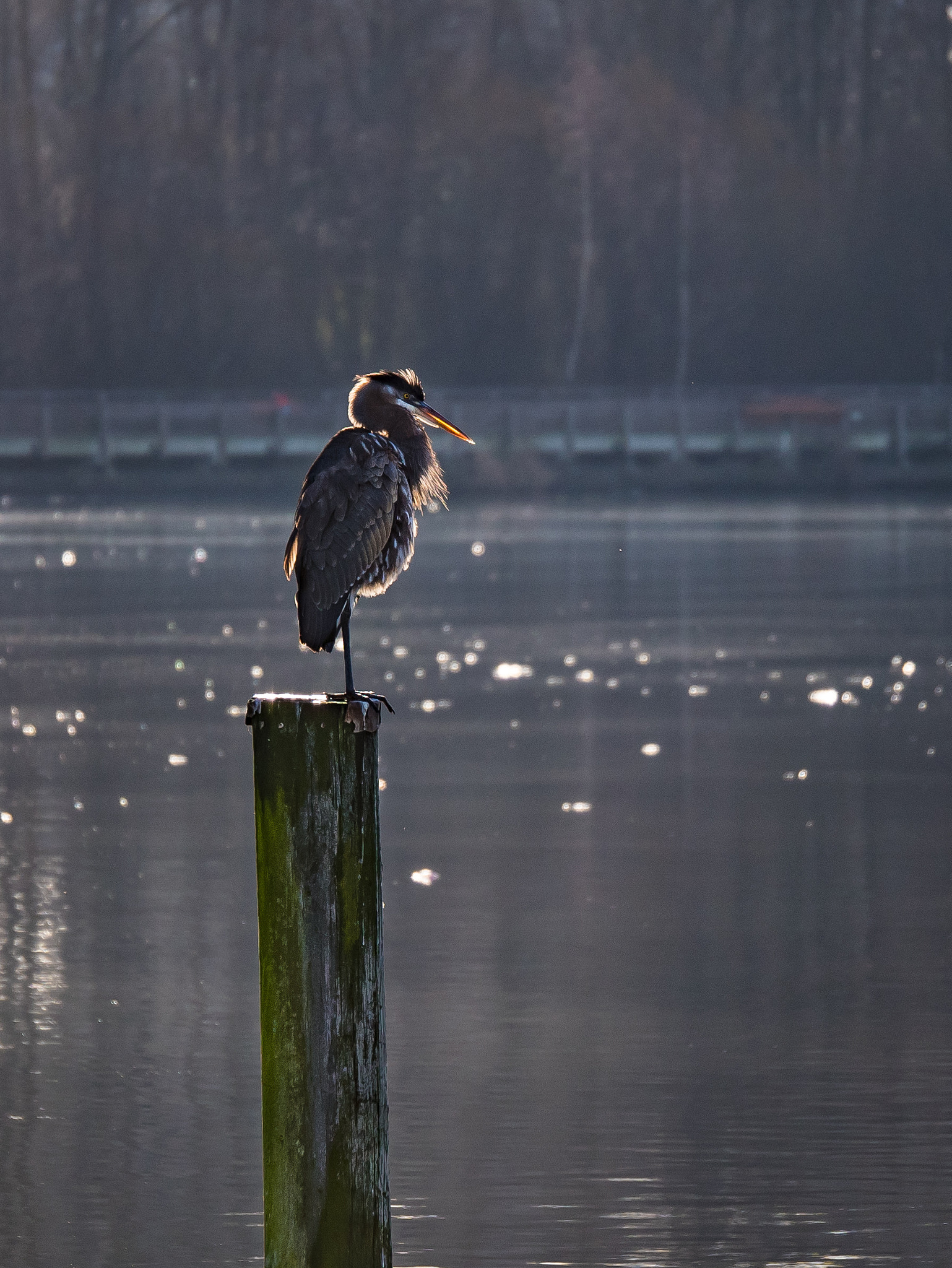 Panasonic Lumix G X Vario 35-100mm F2.8 OIS sample photo. Heron waking up photography
