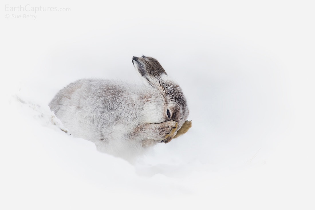 Canon EF 300mm F2.8L IS USM sample photo. Mountain hare photography