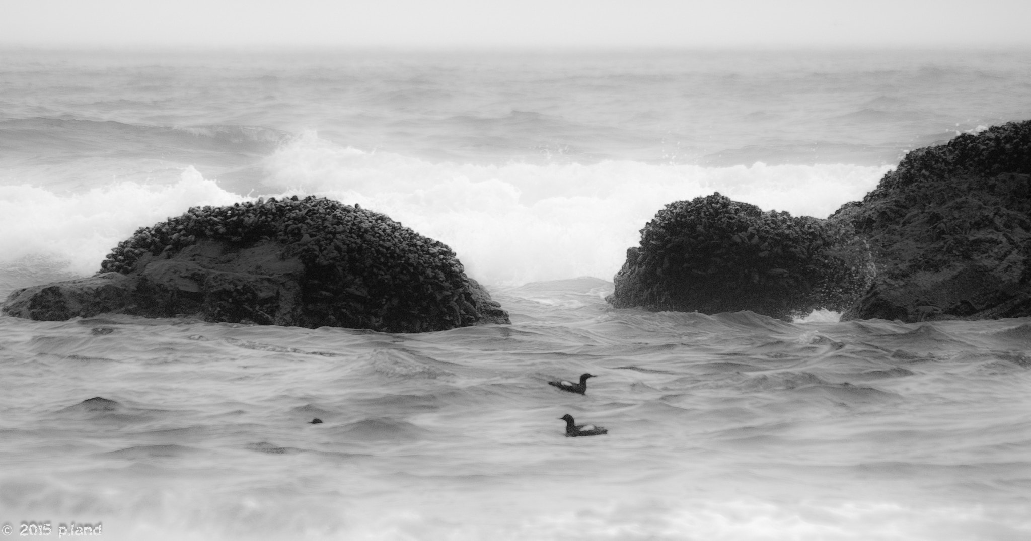 Pentax K100D + Sigma sample photo. Surfin' birds photography
