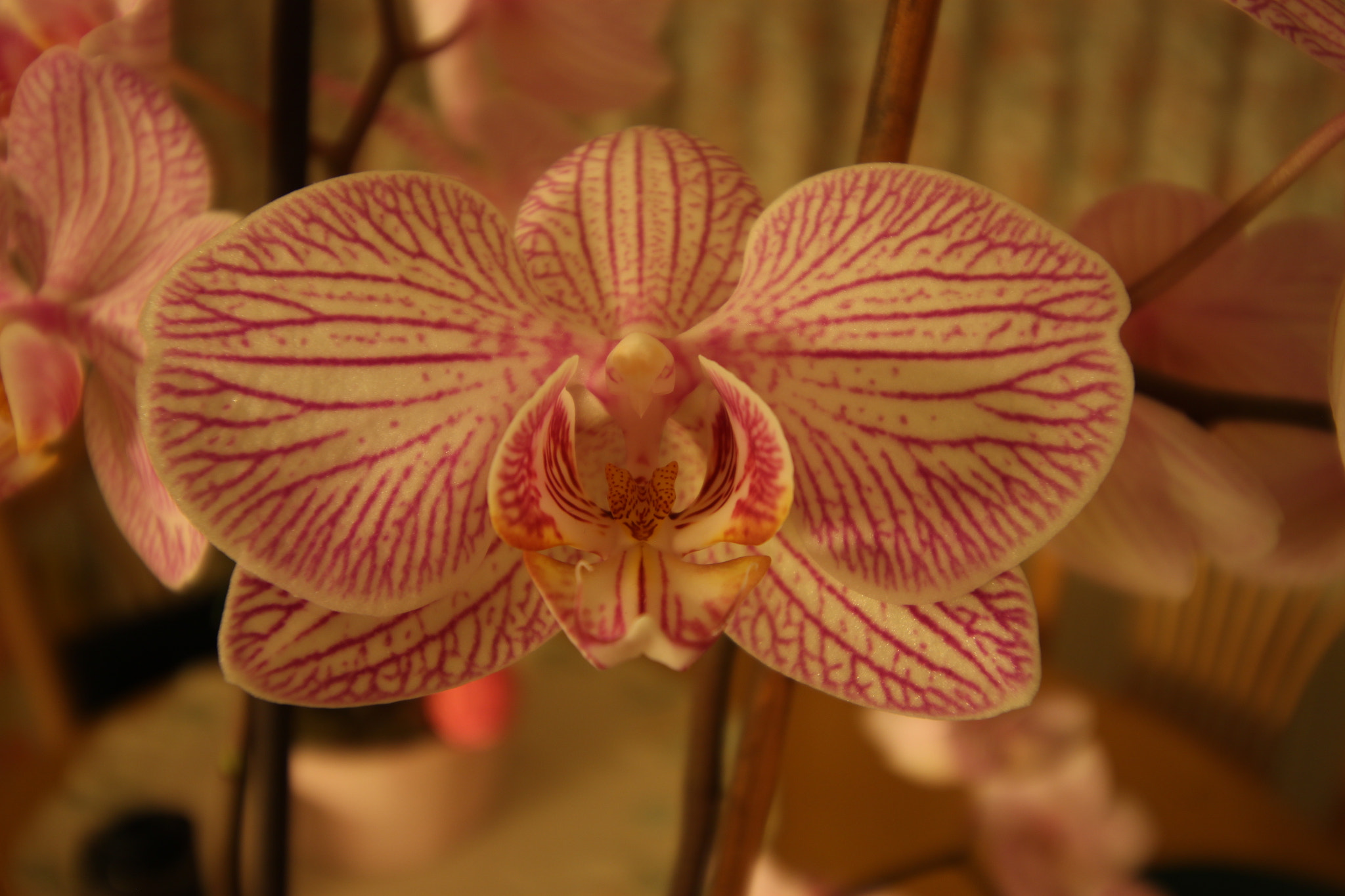 Canon EF-S 10-18mm F4.5–5.6 IS STM sample photo. Orchidee photography