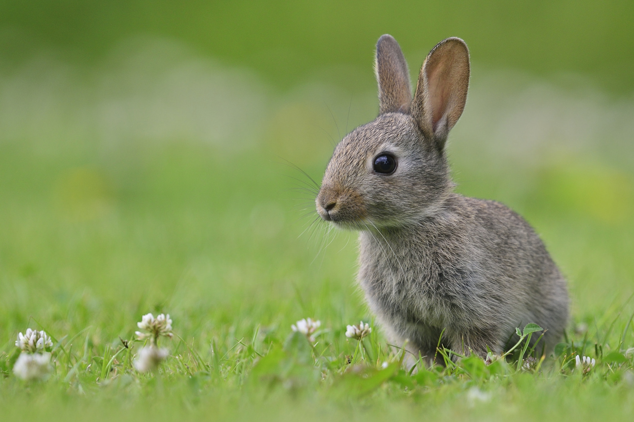 Nikon D800 + Nikon AF-S Nikkor 600mm F4G ED VR sample photo. Kaninchen photography