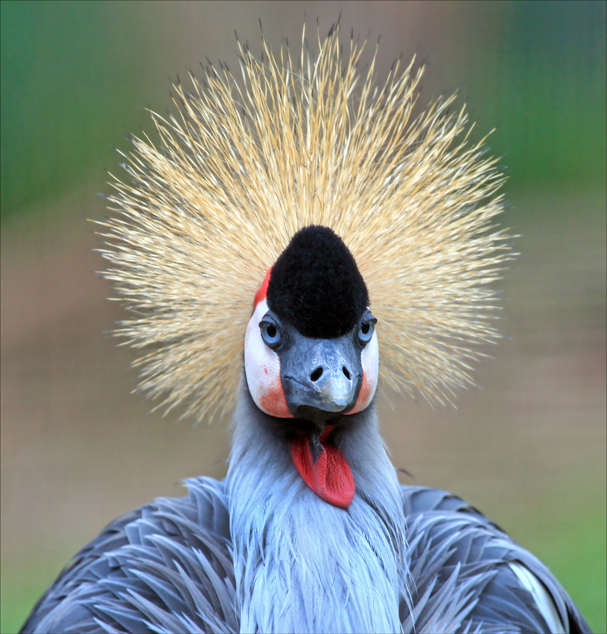 Canon EF 100-400mm F4.5-5.6L IS USM sample photo. Grulla photography
