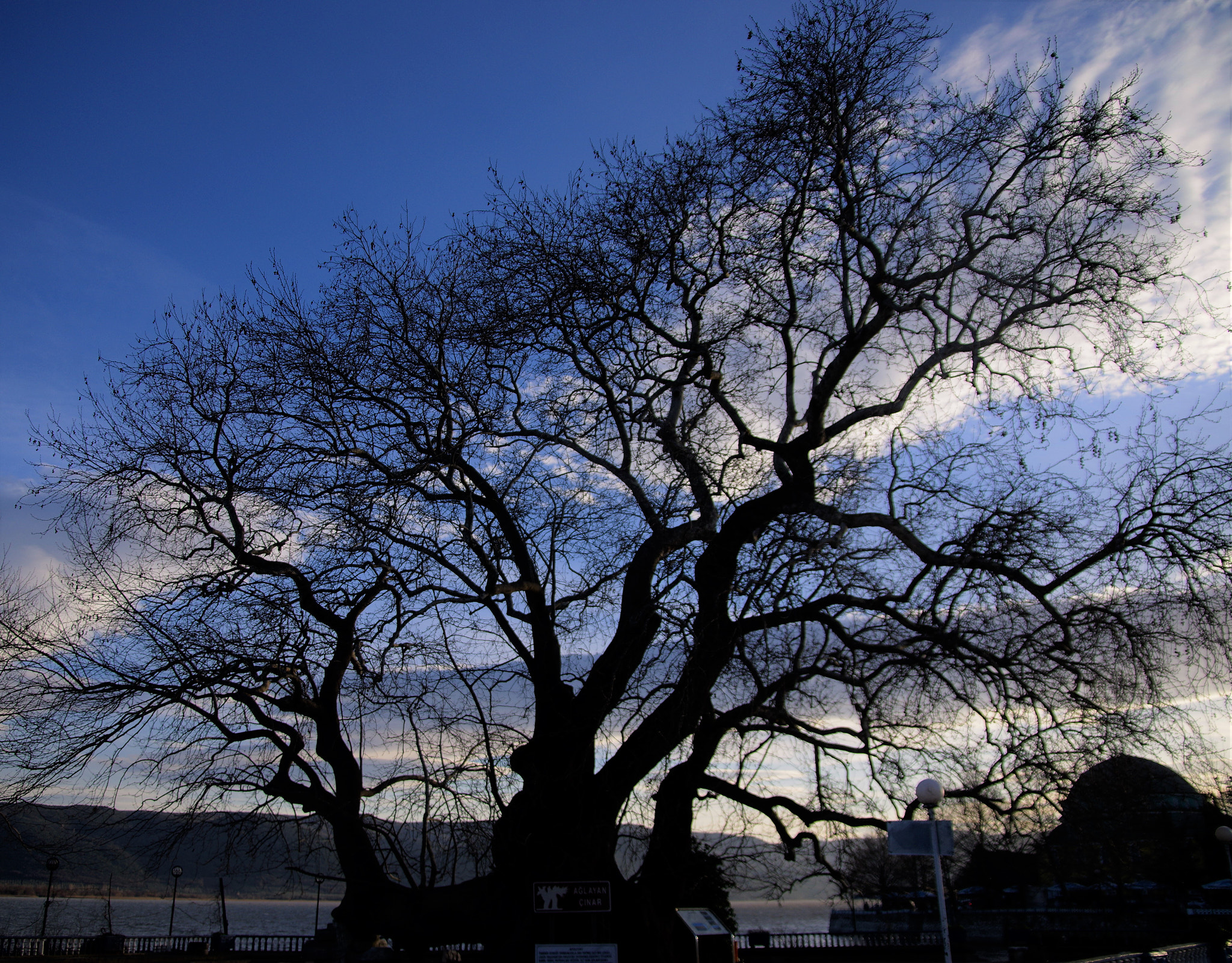 Pentax K-3 + Sigma 17-70mm F2.8-4.5 DC Macro sample photo. Bursa ağlayan cınar photography