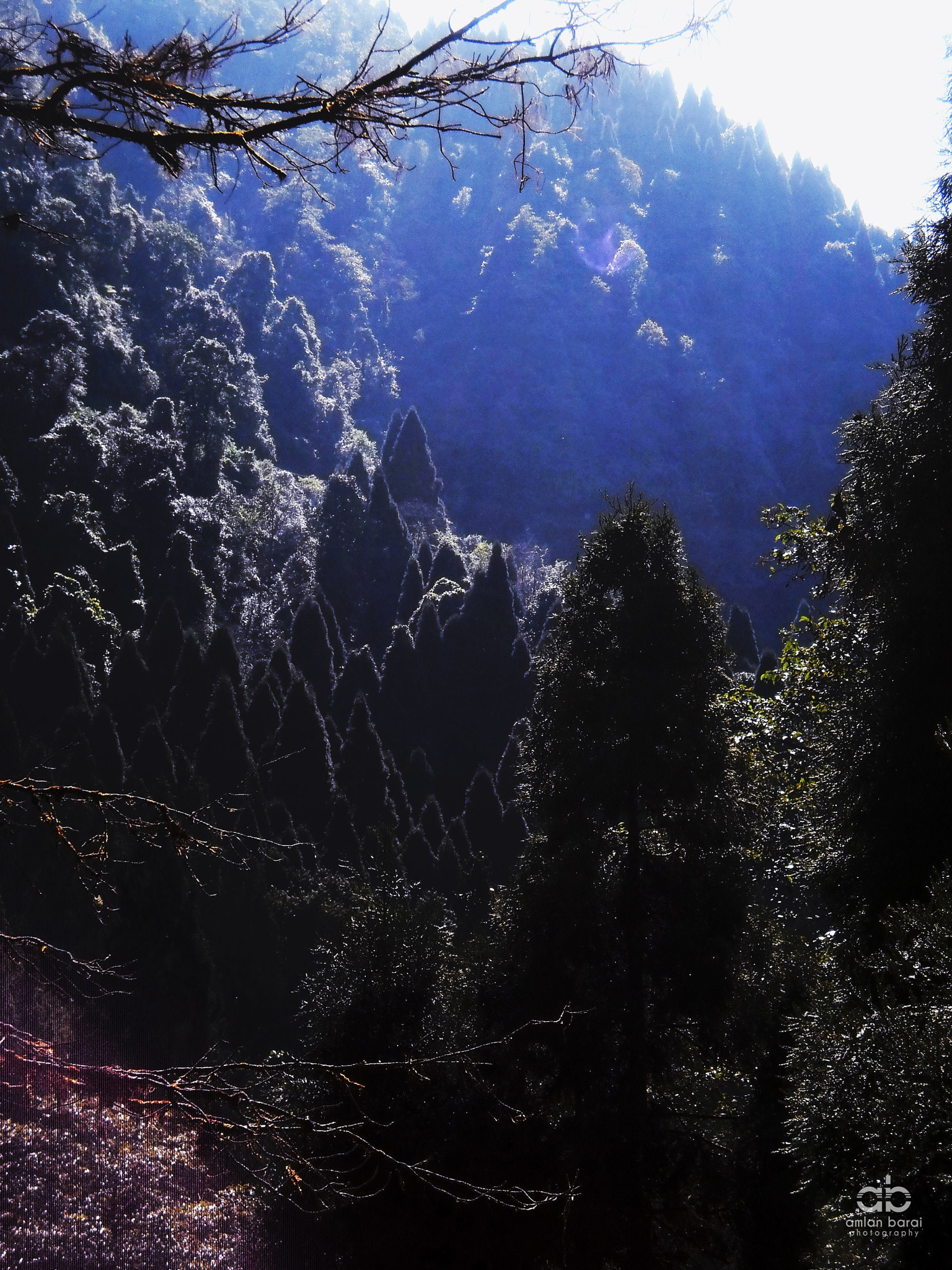 Olympus T105,T100,X36 sample photo. Sunrise and the mountain pines... photography