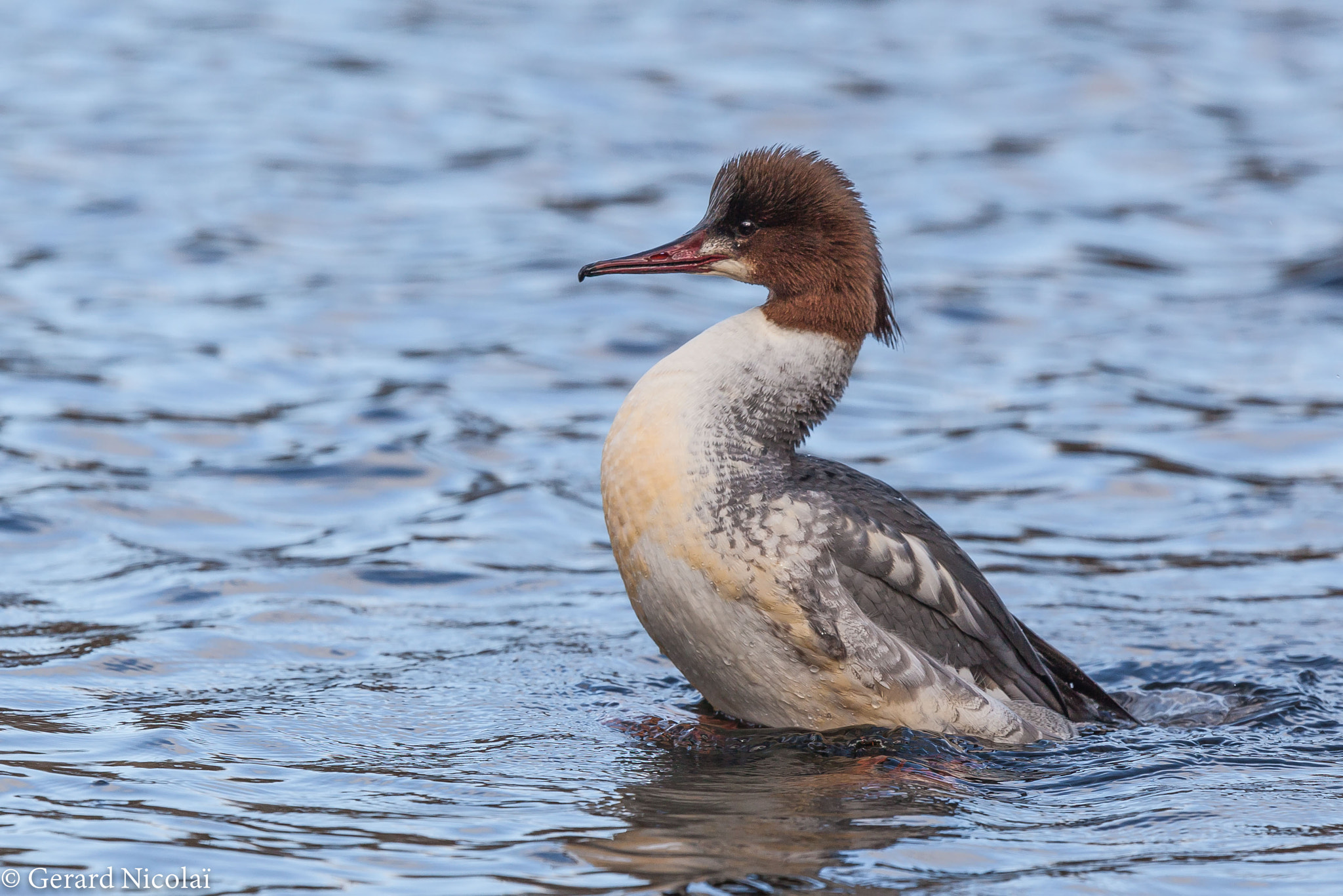 Canon EF 300mm F2.8L IS USM sample photo. Just stretching photography