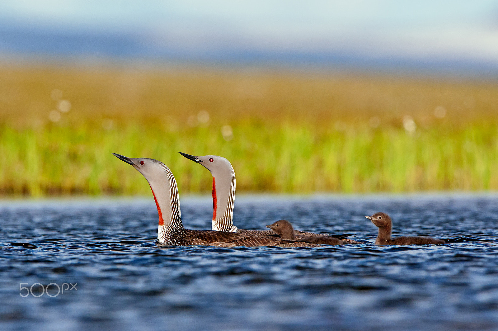 Nikon D300S + Nikon AF-S Nikkor 600mm F4G ED VR sample photo. Red-throated loon (gavia stellata) photography