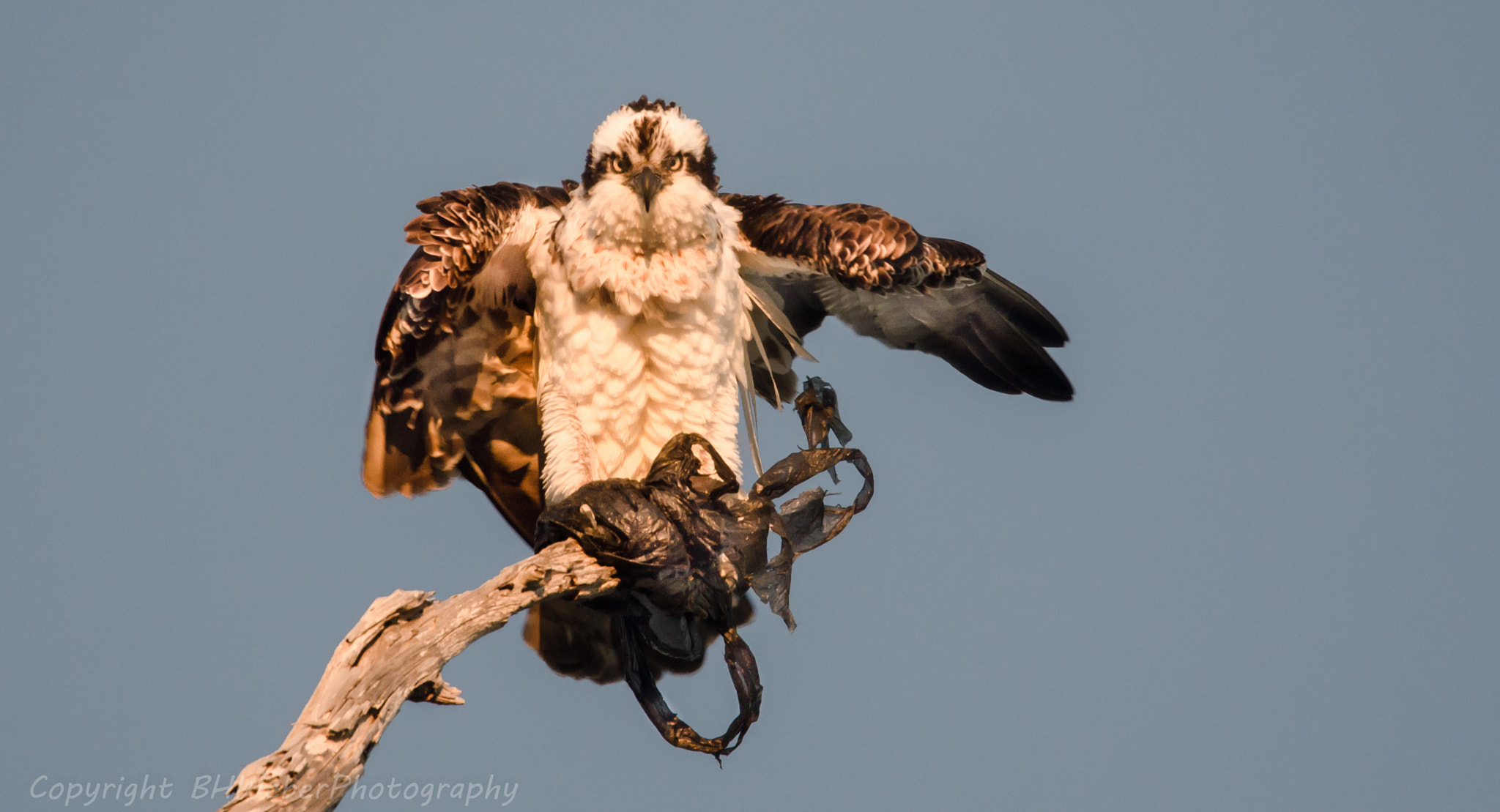 Nikon Nikkor AF-S 300mm F4E PF ED VR sample photo. Don't trash my home! photography