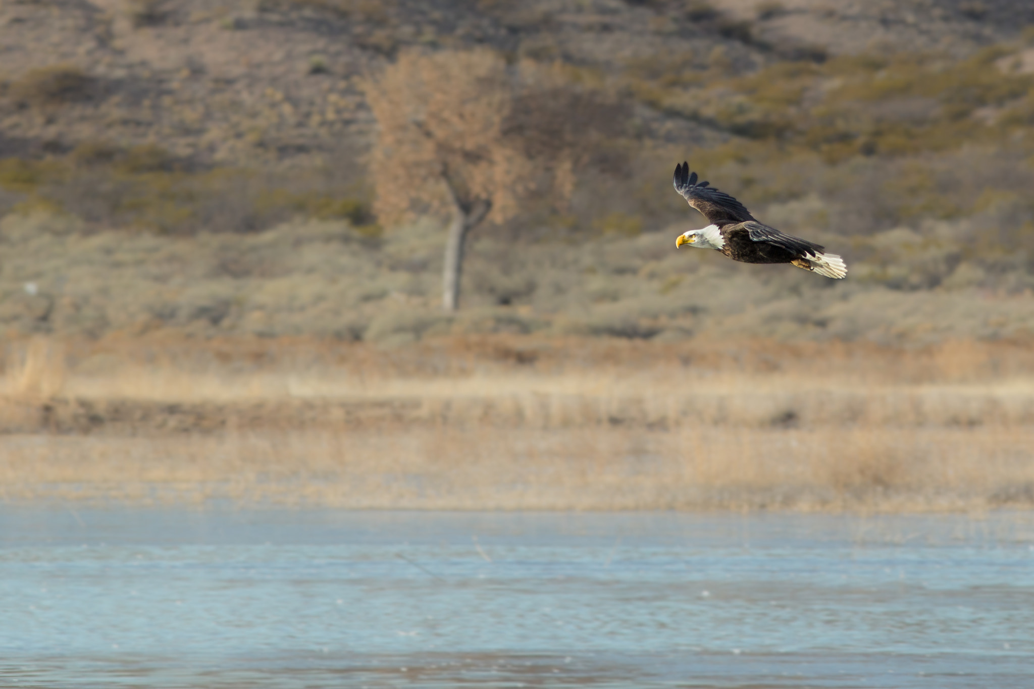 Canon EOS 600D (Rebel EOS T3i / EOS Kiss X5) + Canon EF 300mm F4L IS USM sample photo. Bald eagle photography