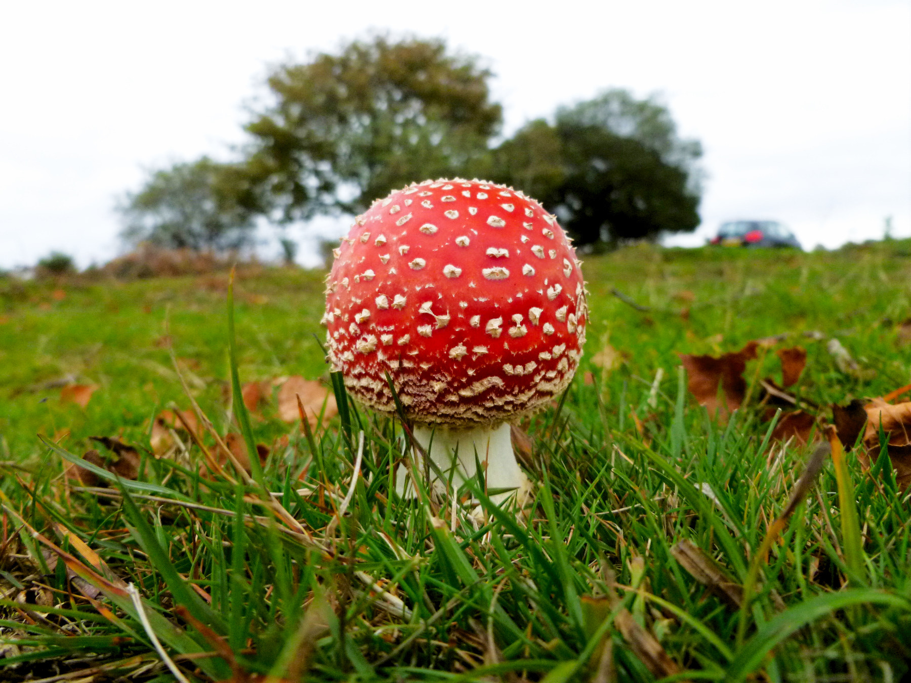 Panasonic DMC-FS30 sample photo. Red mushroom - amanita muscaria -1 photography