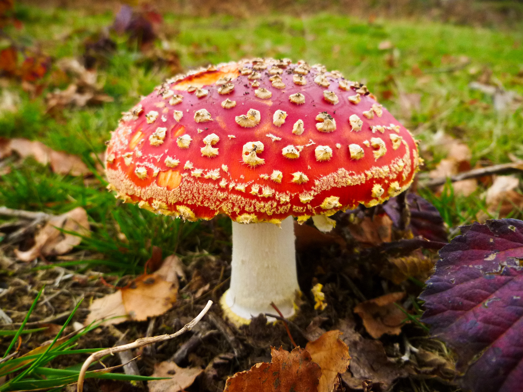 Panasonic DMC-FS30 sample photo. Red mushroom - amanita muscaria -2 photography