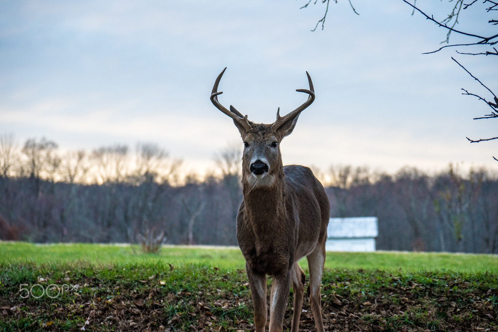 Sony a7R II + Sony Vario-Tessar T* E 16-70mm F4 ZA OSS sample photo. Deer photography