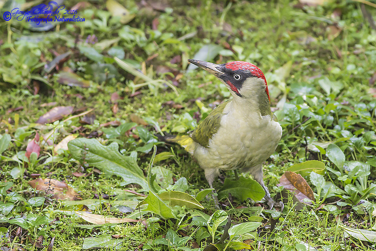 Canon EOS 60D + Canon EF 400mm F5.6L USM sample photo. Picchio verde photography