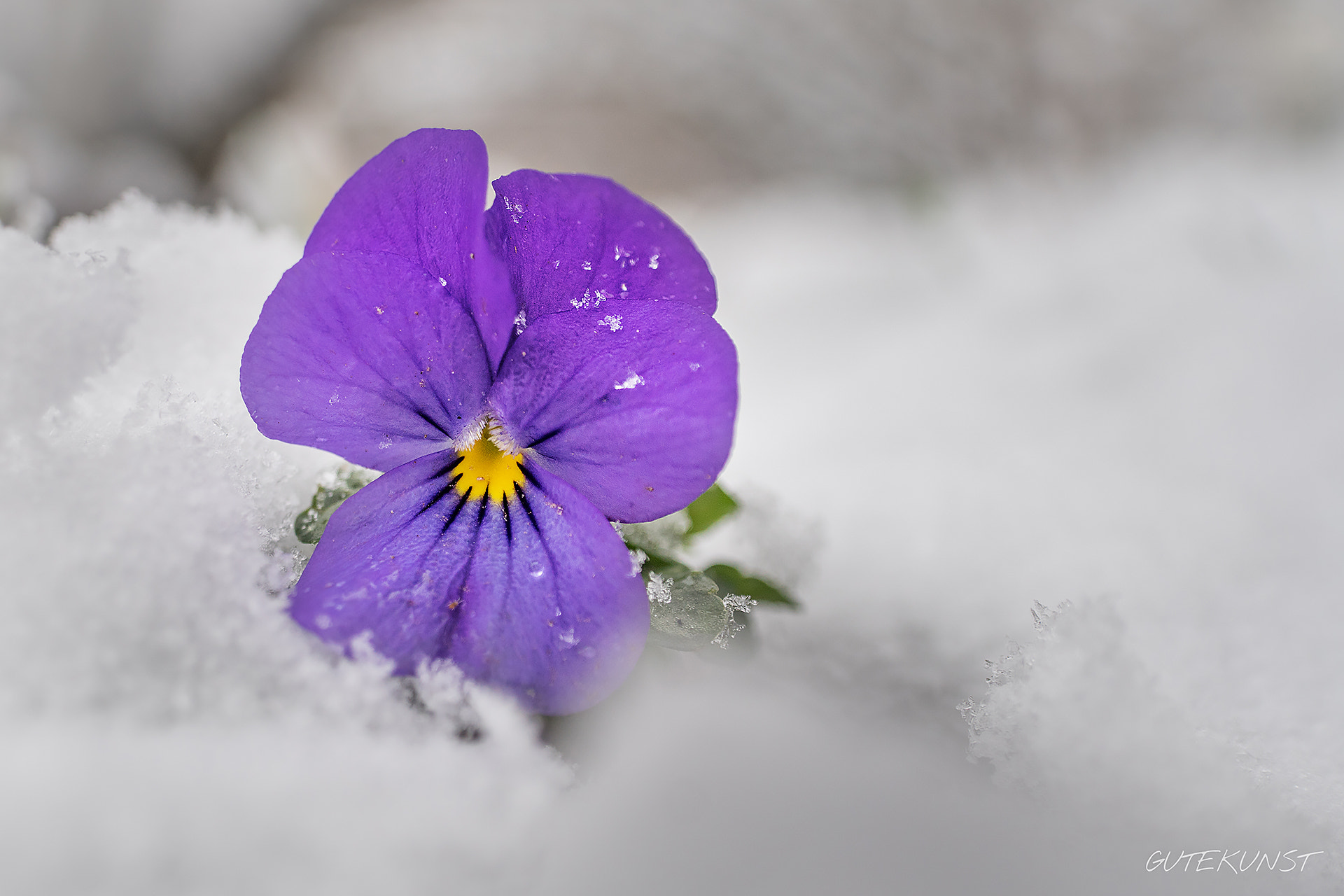 Sony ILCA-77M2 + Sony DT 18-55mm F3.5-5.6 SAM sample photo. Early violet @snow photography