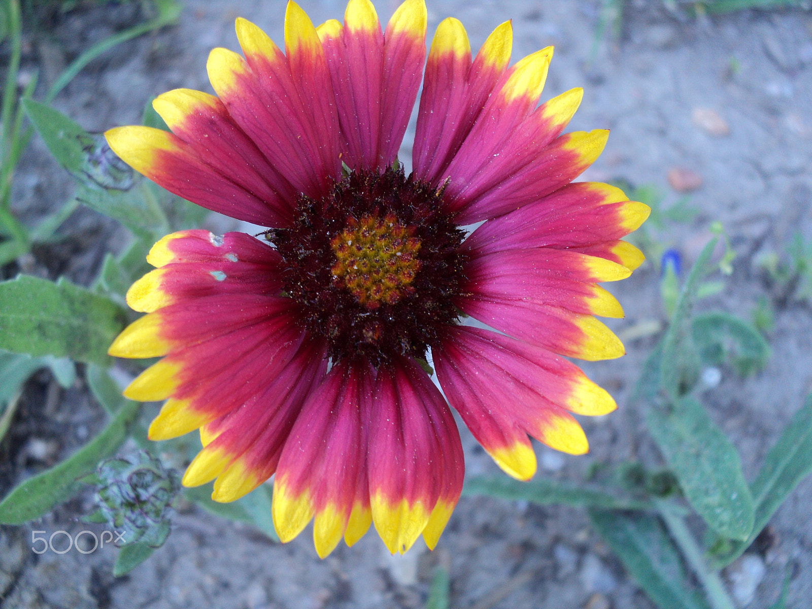 Sony DSC-S2100 sample photo. Vanover park wildflower - golden, colorado photography