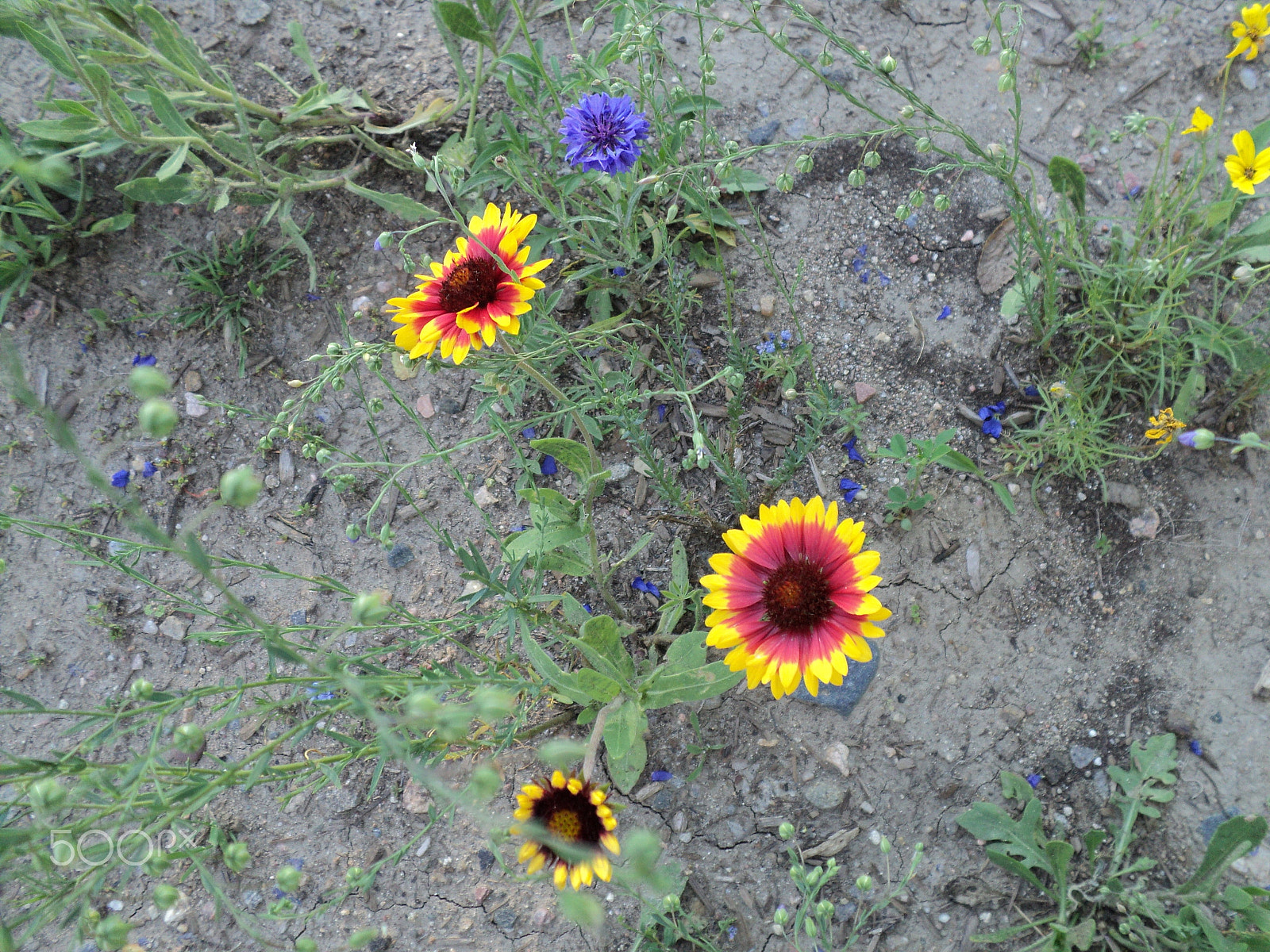 Sony DSC-S2100 sample photo. Vanover park - golden, colorado photography