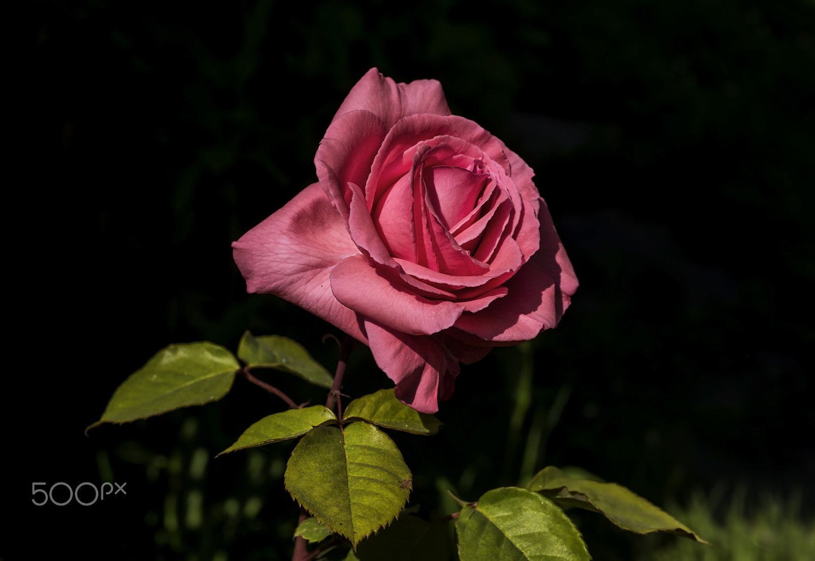 Nikon D800E + AF Micro-Nikkor 55mm f/2.8 sample photo. Gül (rose) photography