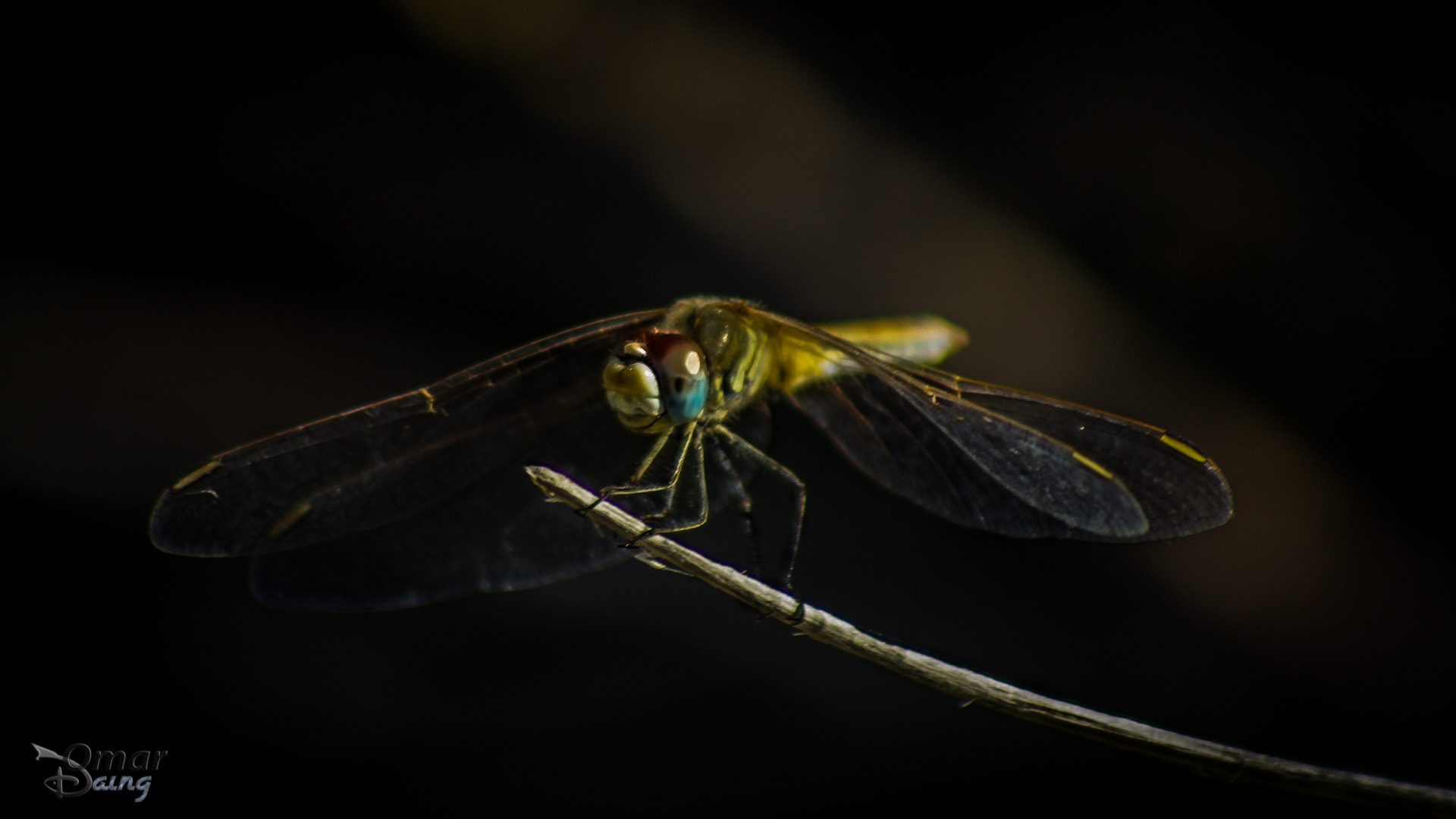 smc PENTAX-FA 100-300mm F4.7-5.8 sample photo. Sympetrum flaveolum - dragonfly-yusufçuk- 1 photography