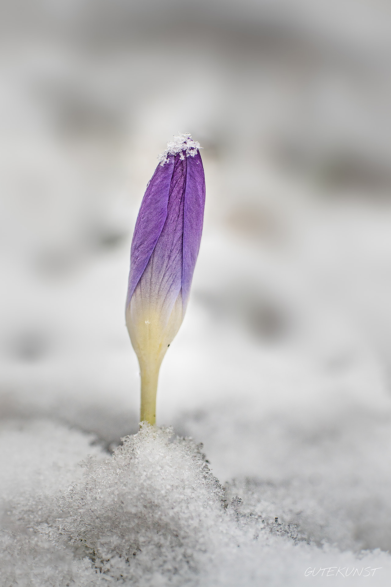 Sony ILCA-77M2 + Sony DT 18-55mm F3.5-5.6 SAM sample photo. Crocus n°1 photography
