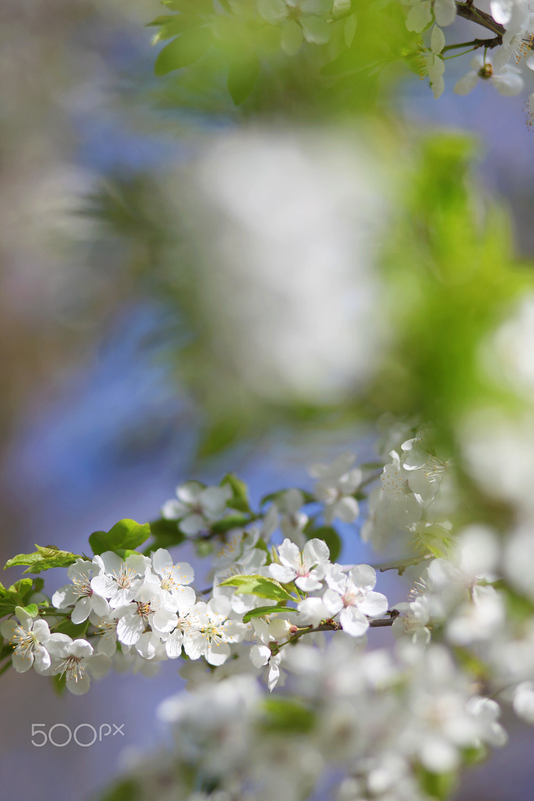 Canon EF 28-90mm f/4-5.6 sample photo. Apple blossom photography