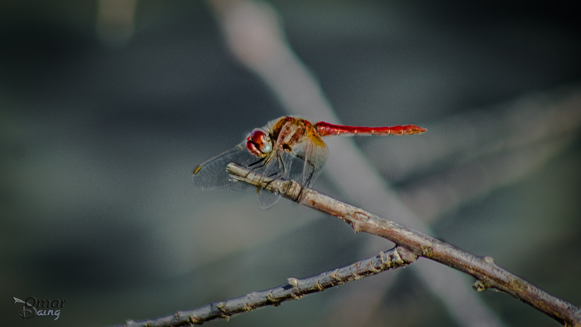 Pentax K-5 + smc PENTAX-FA 100-300mm F4.7-5.8 sample photo. Sympetrum flaveolum - dragonfly-yusufçuk- 2 photography