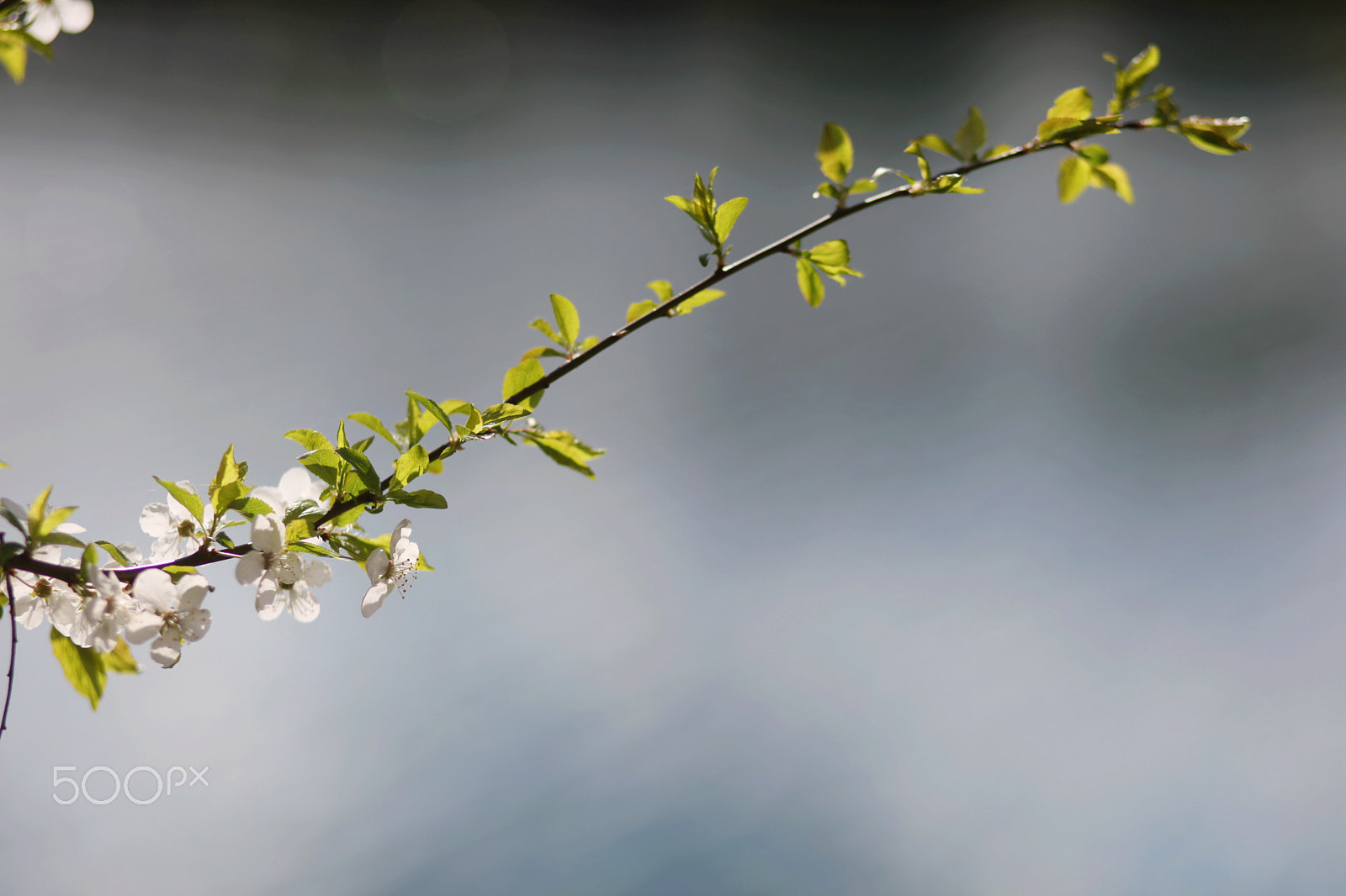 Canon EF 28-90mm f/4-5.6 sample photo. Apple blossom photography