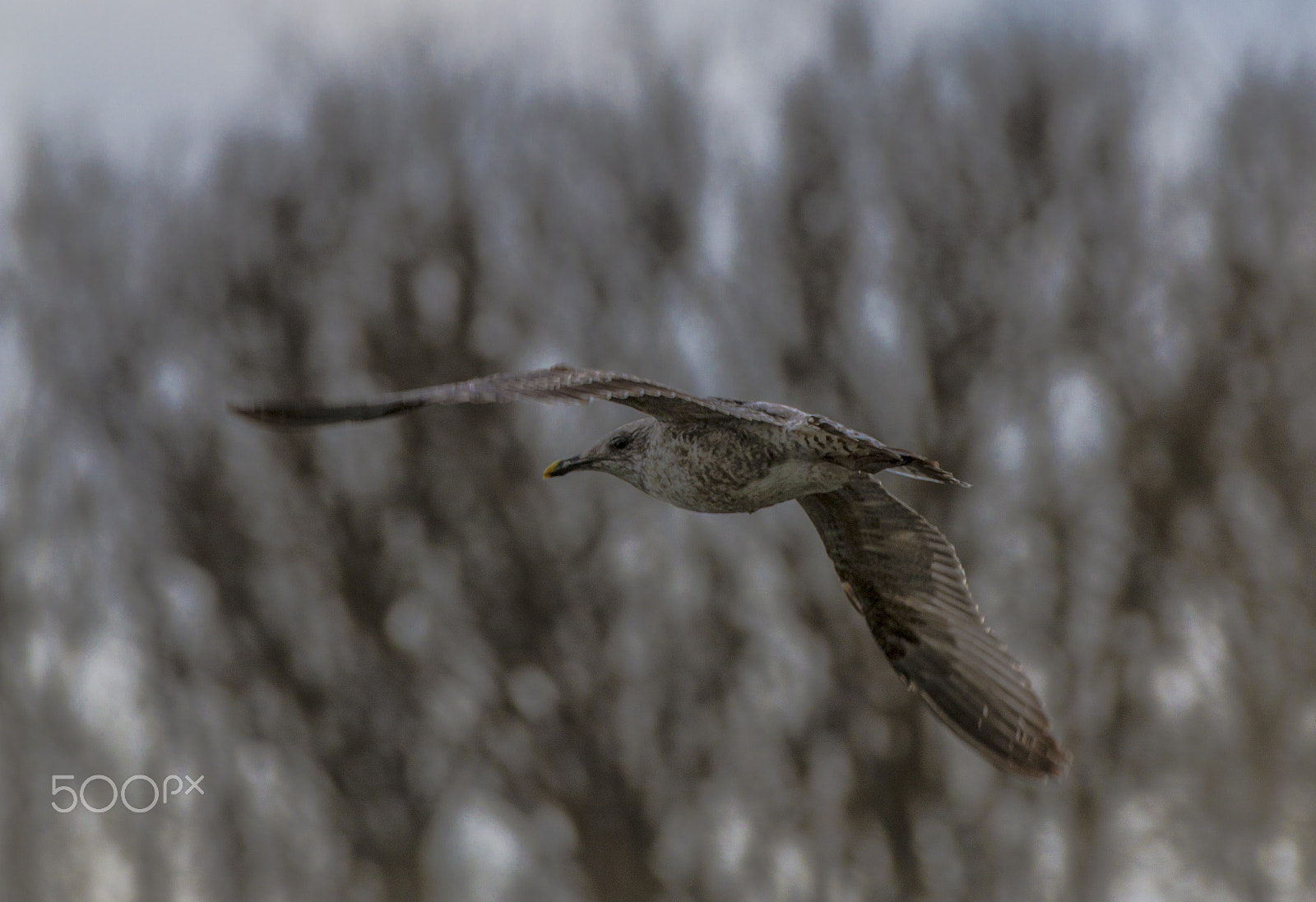 Canon EF 70-200mm F2.8L IS II USM sample photo. Gaviota photography