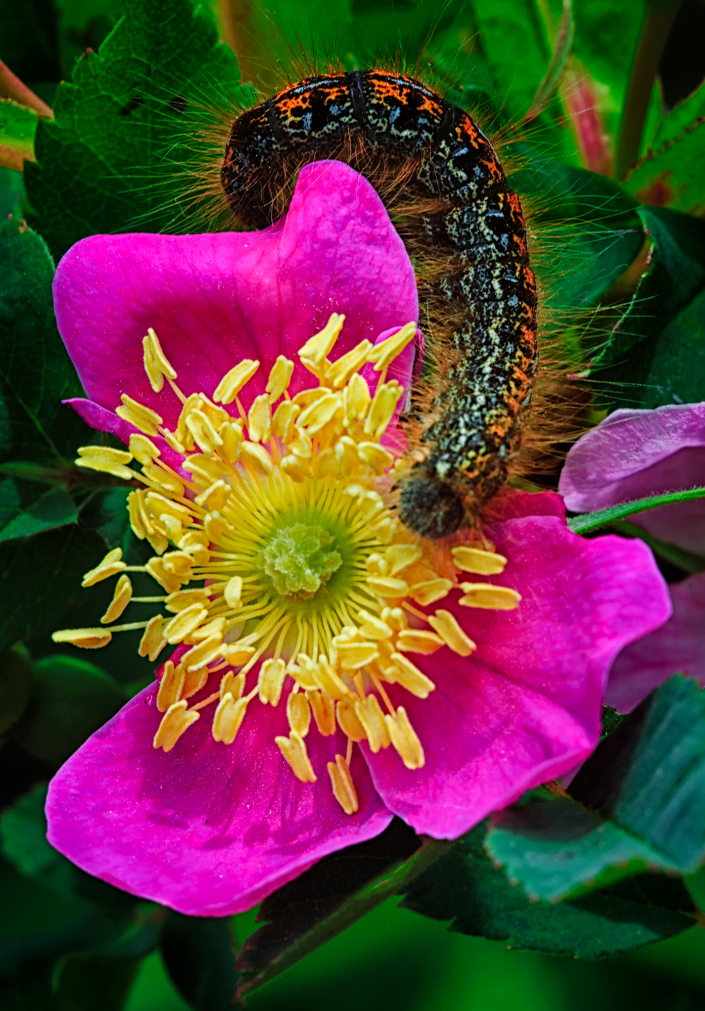 Nikon D2Xs sample photo. Lunch time photography