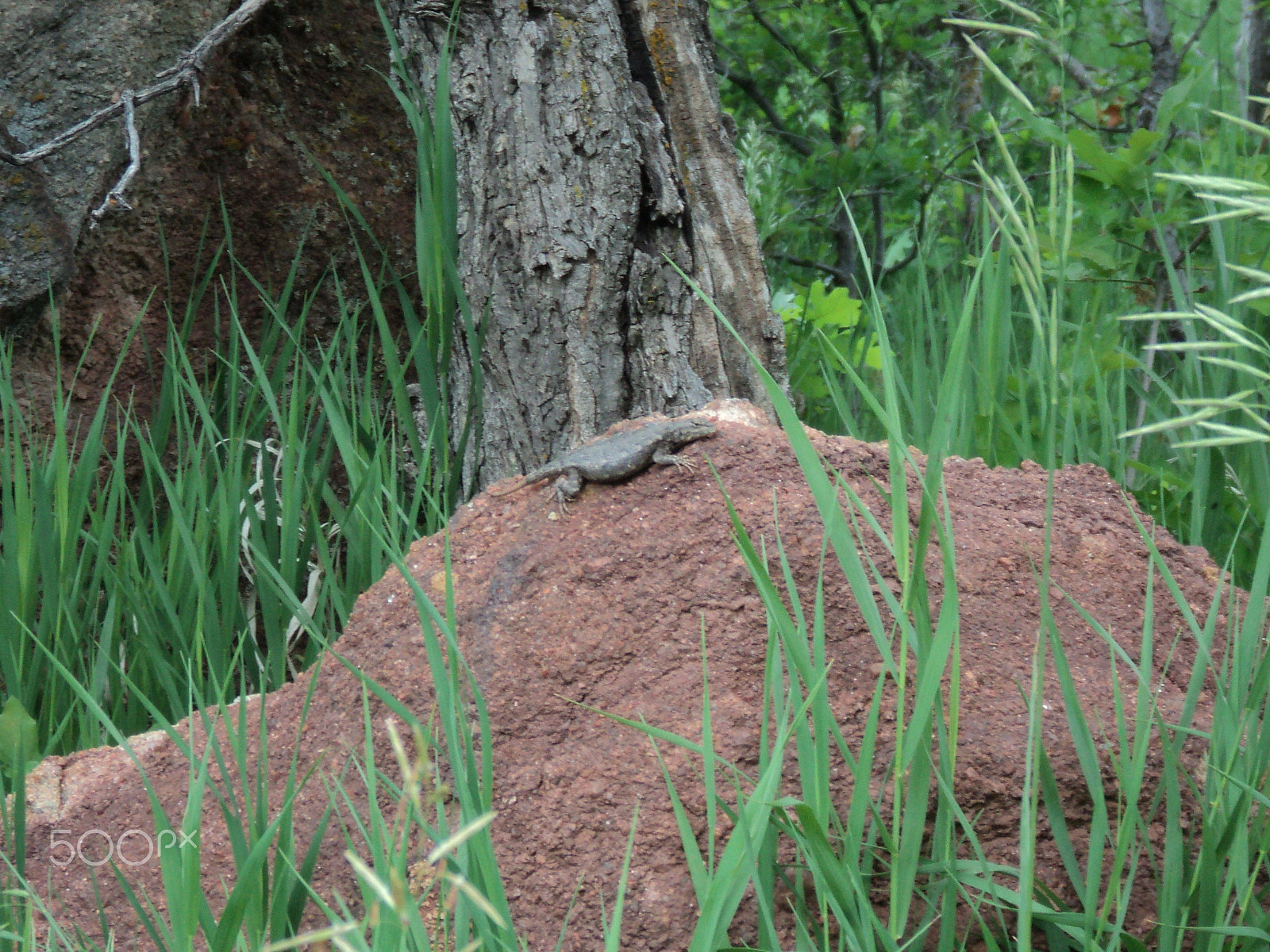 Sony DSC-S2100 sample photo. Wildlife -  roxborough state park photography