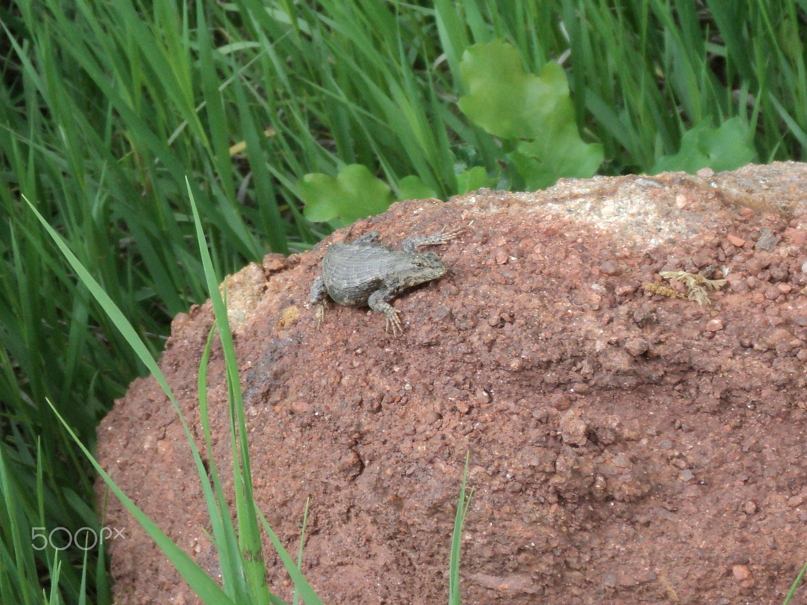 Sony DSC-S2100 sample photo. Wildlife -  roxborough state park photography