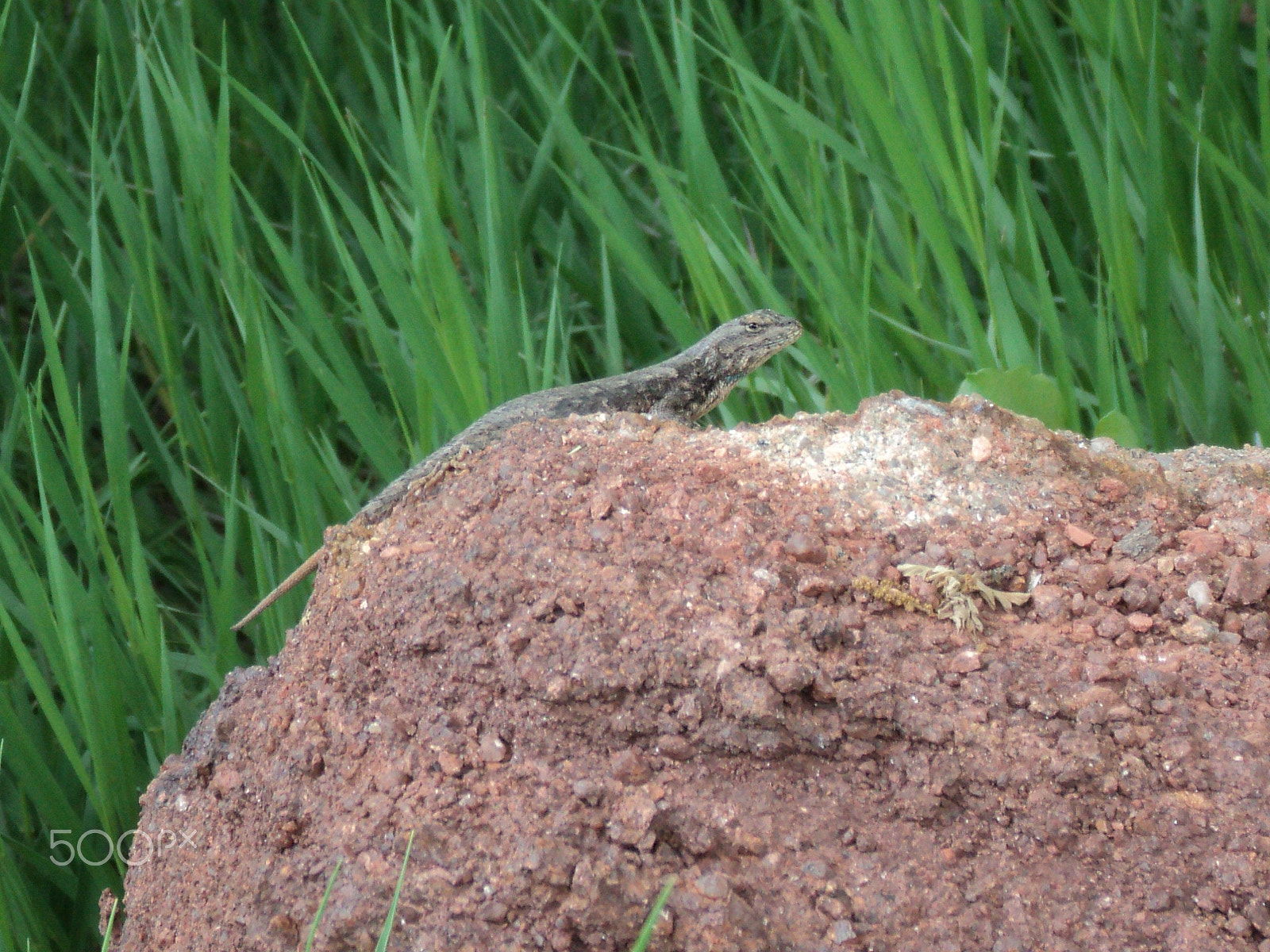 Sony DSC-S2100 sample photo. Wildlife -  roxborough state park photography
