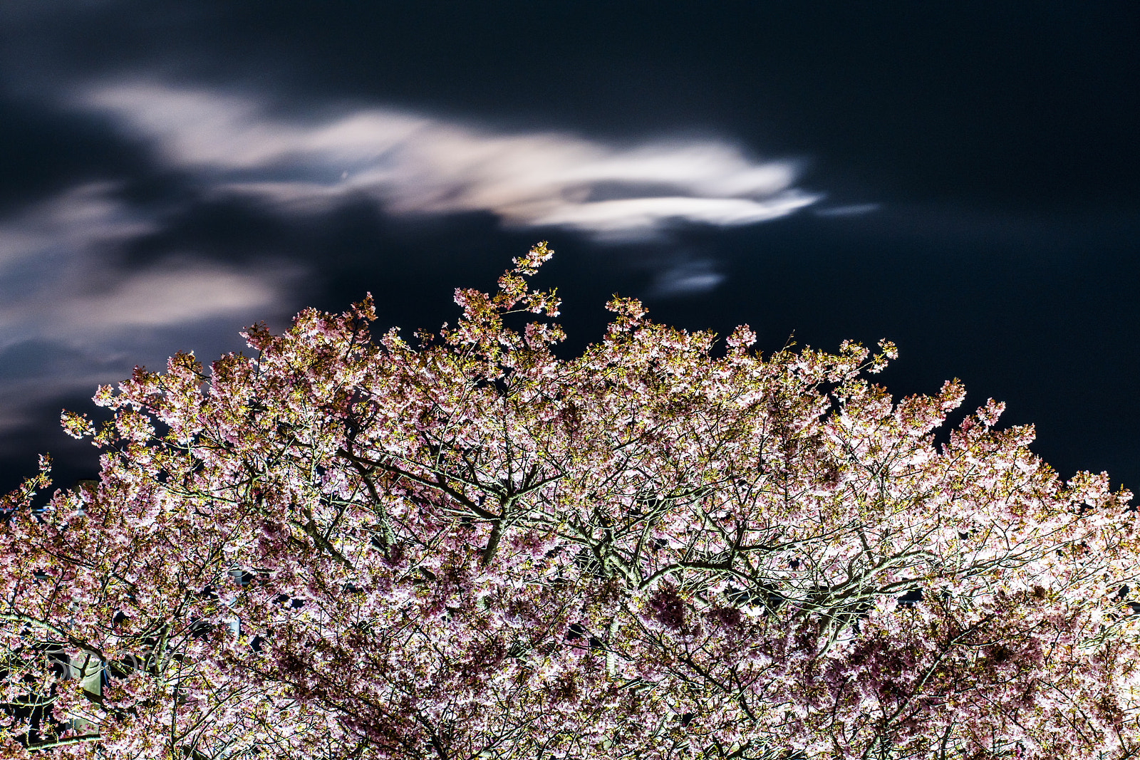 Sony a7R II + Minolta/Sony AF 70-200mm F2.8 G sample photo. Night of a cherry tree（_dsc9855.jpg） photography